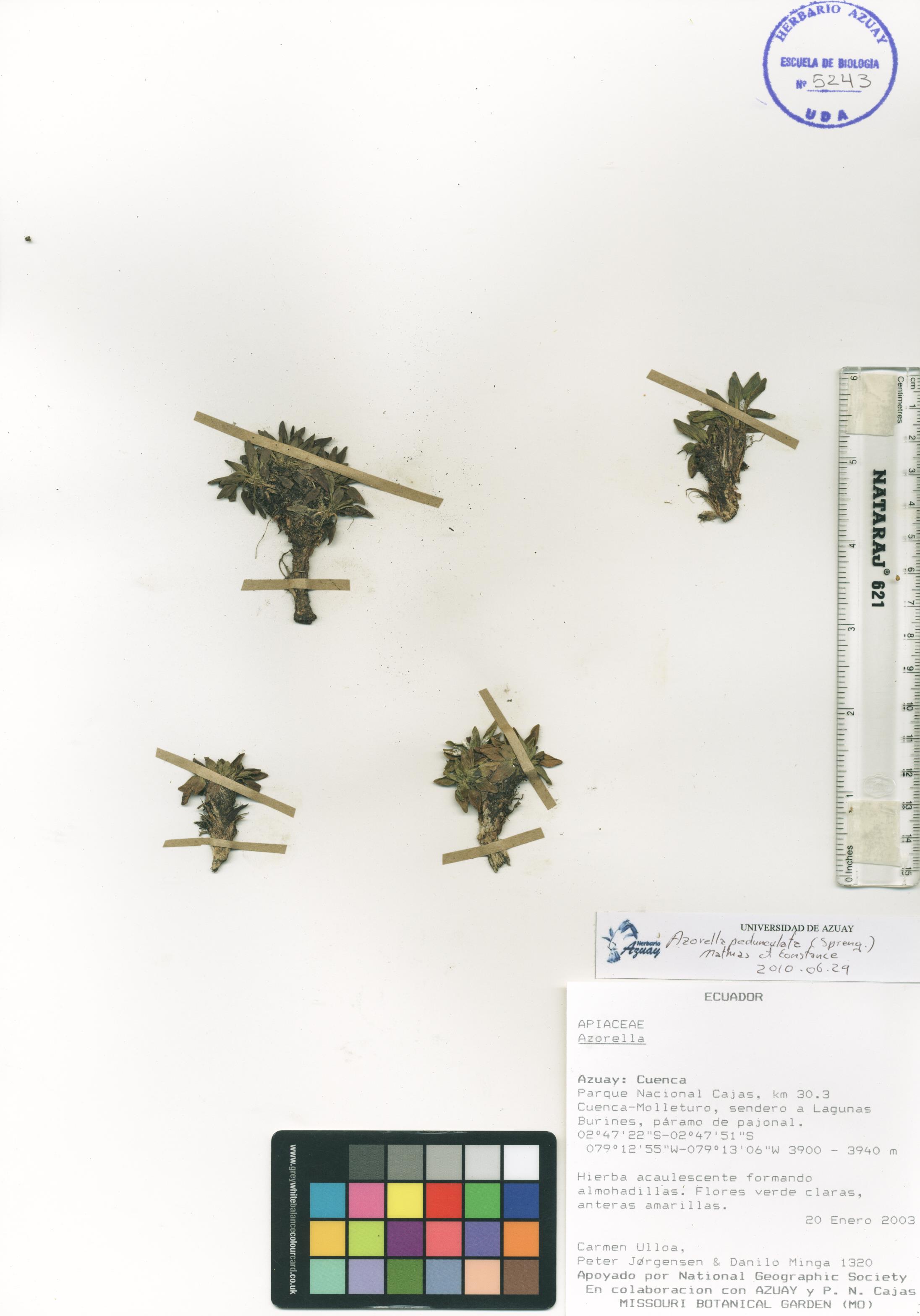 Azorella pedunculata (Spreng.) Mathias & Constance