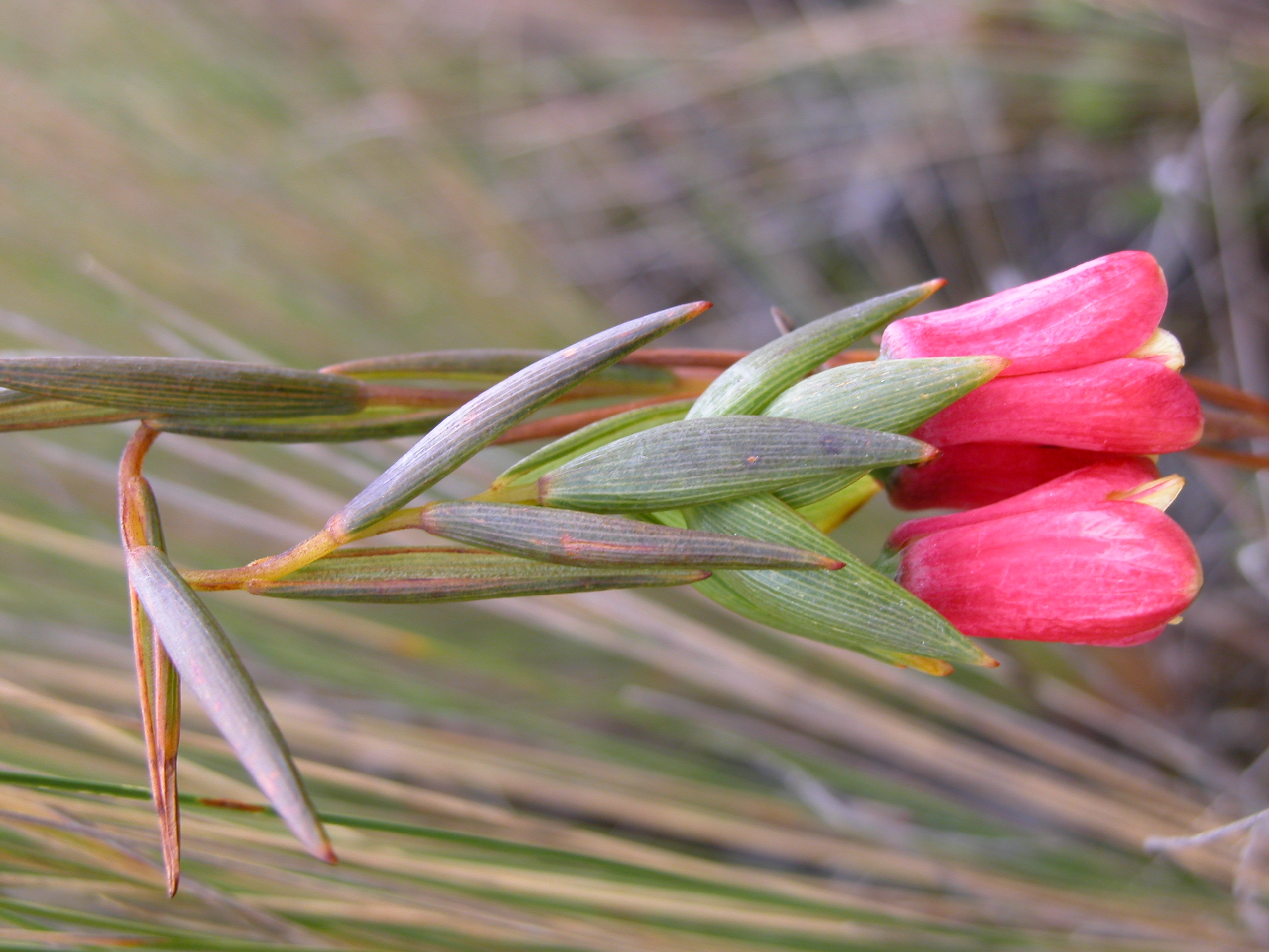 Bomarea glaucescens (Kunth) Baker