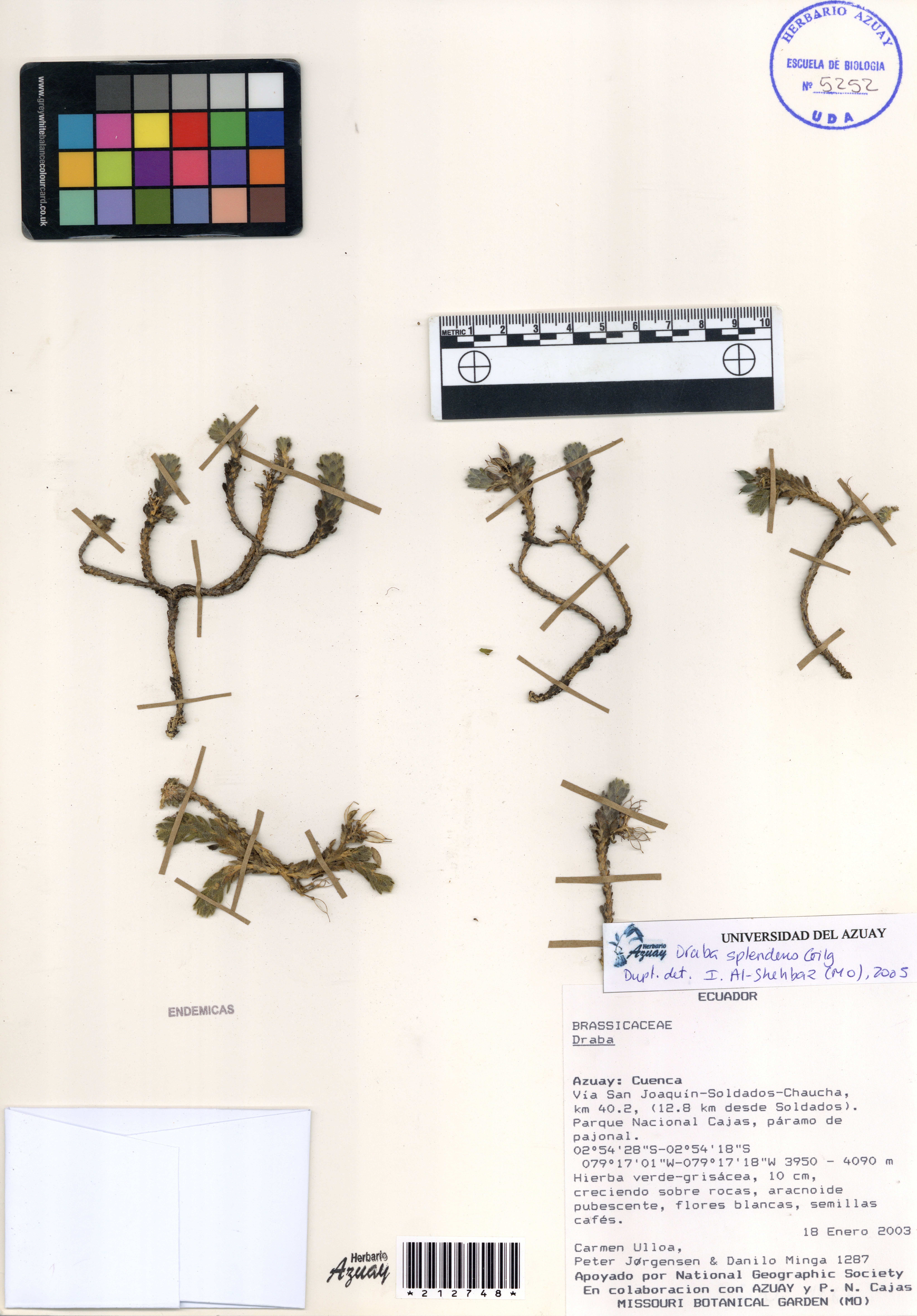Draba splendens Gilg