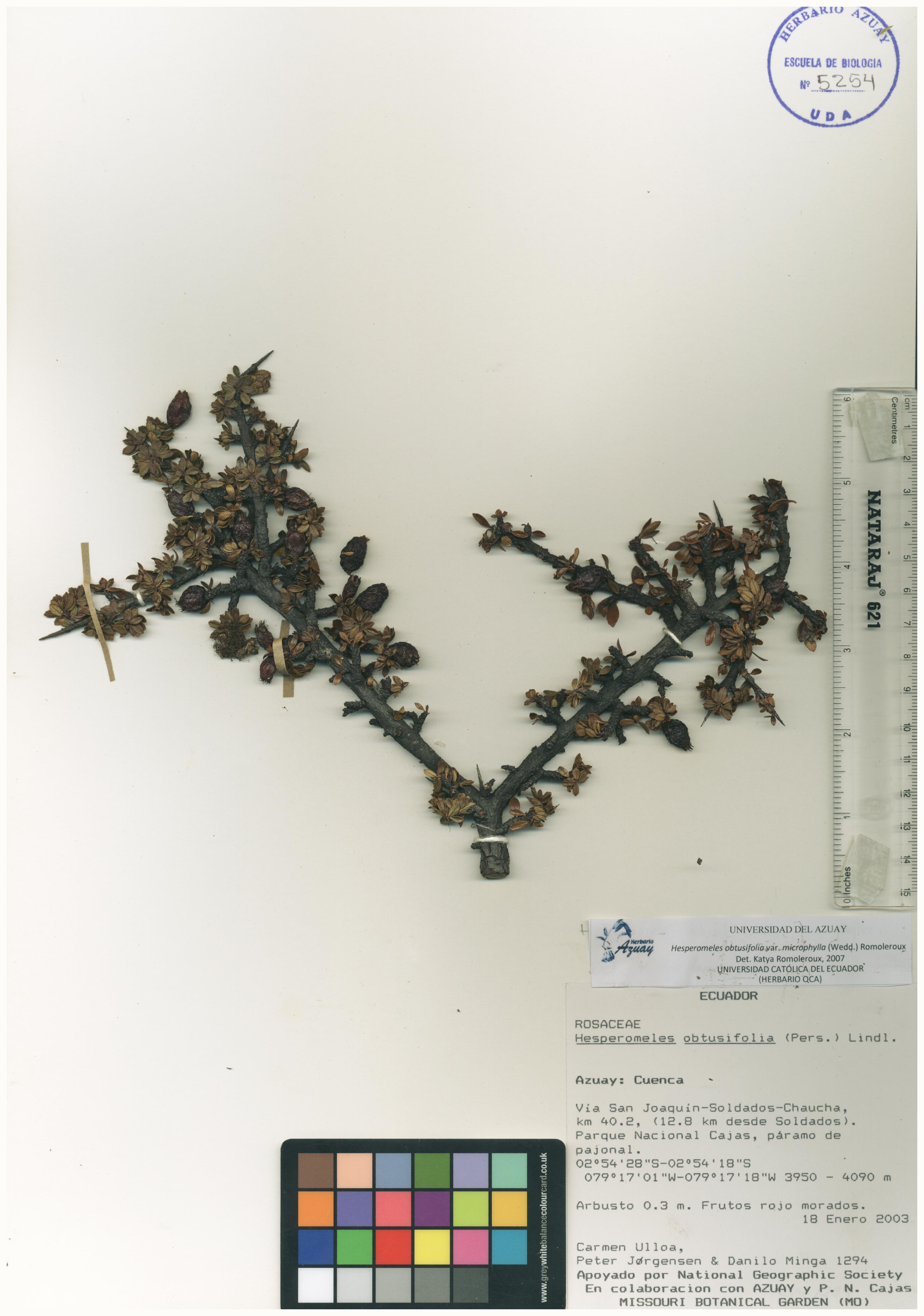 Hesperomeles obtusifolia (Pers.) Lindl.