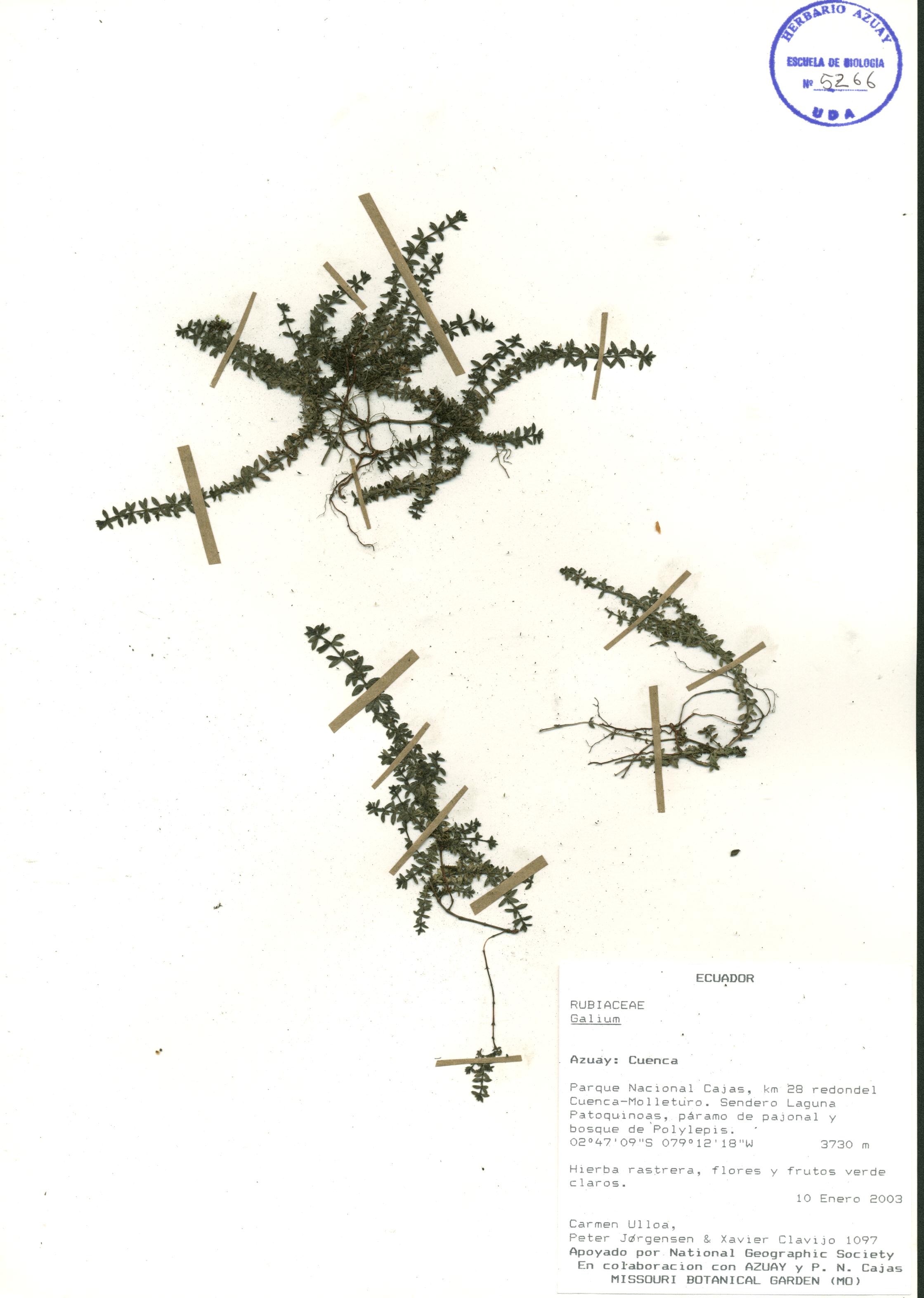 Galium sp. SIN DETERMINAR