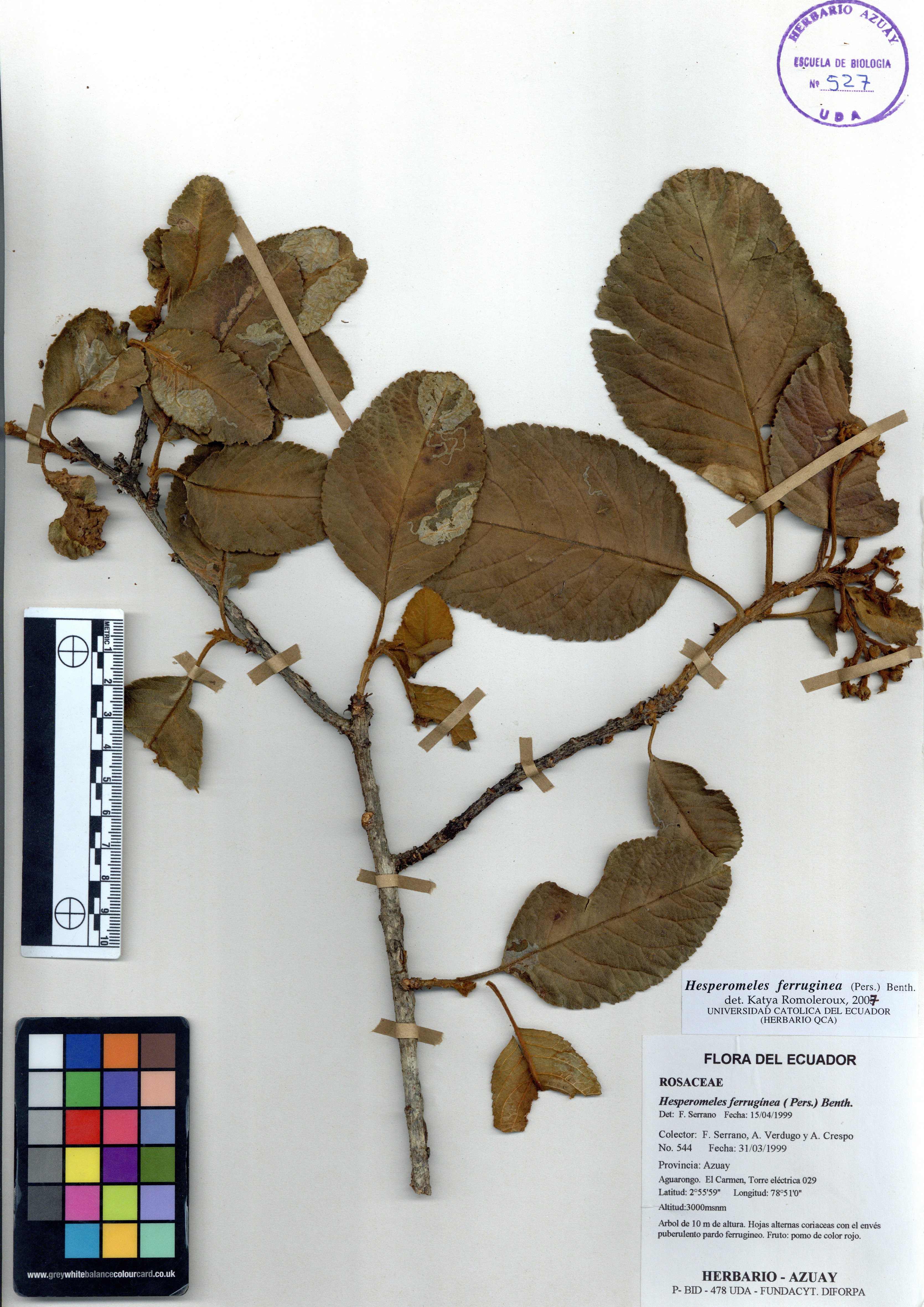Hesperomeles ferruginea ( Pers.) Benth.