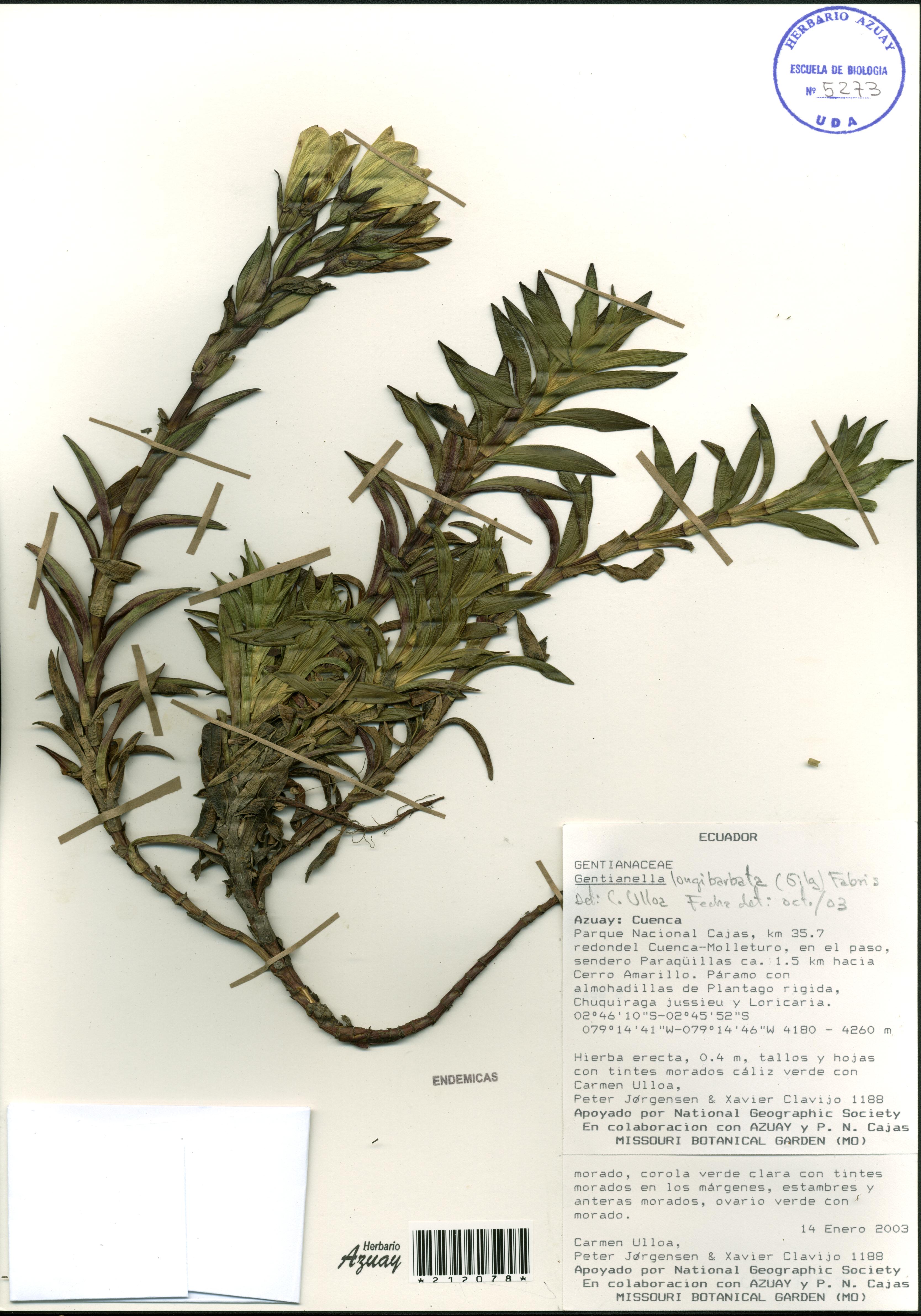 Gentianella longibarbata (Gilg) Fabris