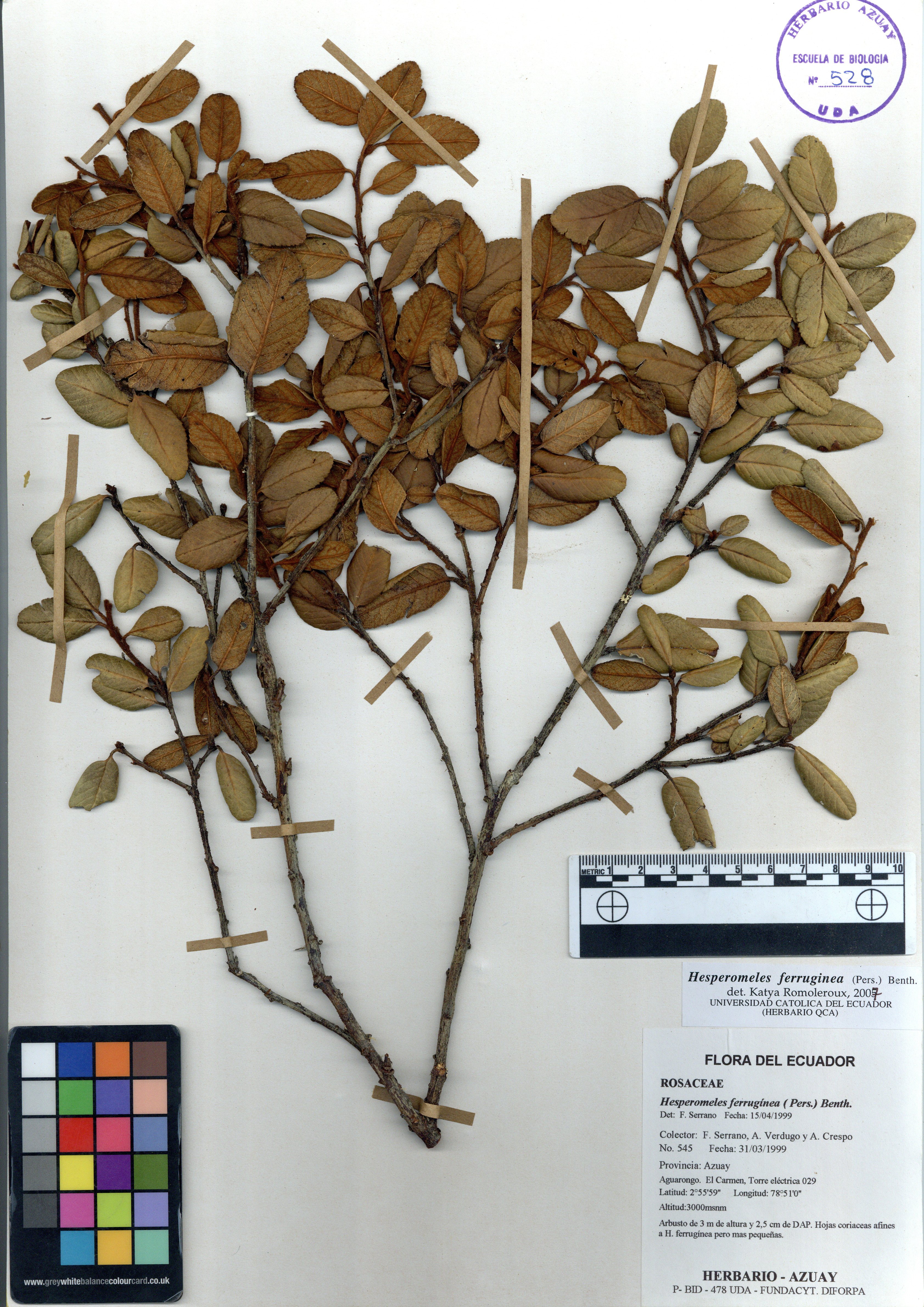 Hesperomeles ferruginea ( Pers.) Benth.