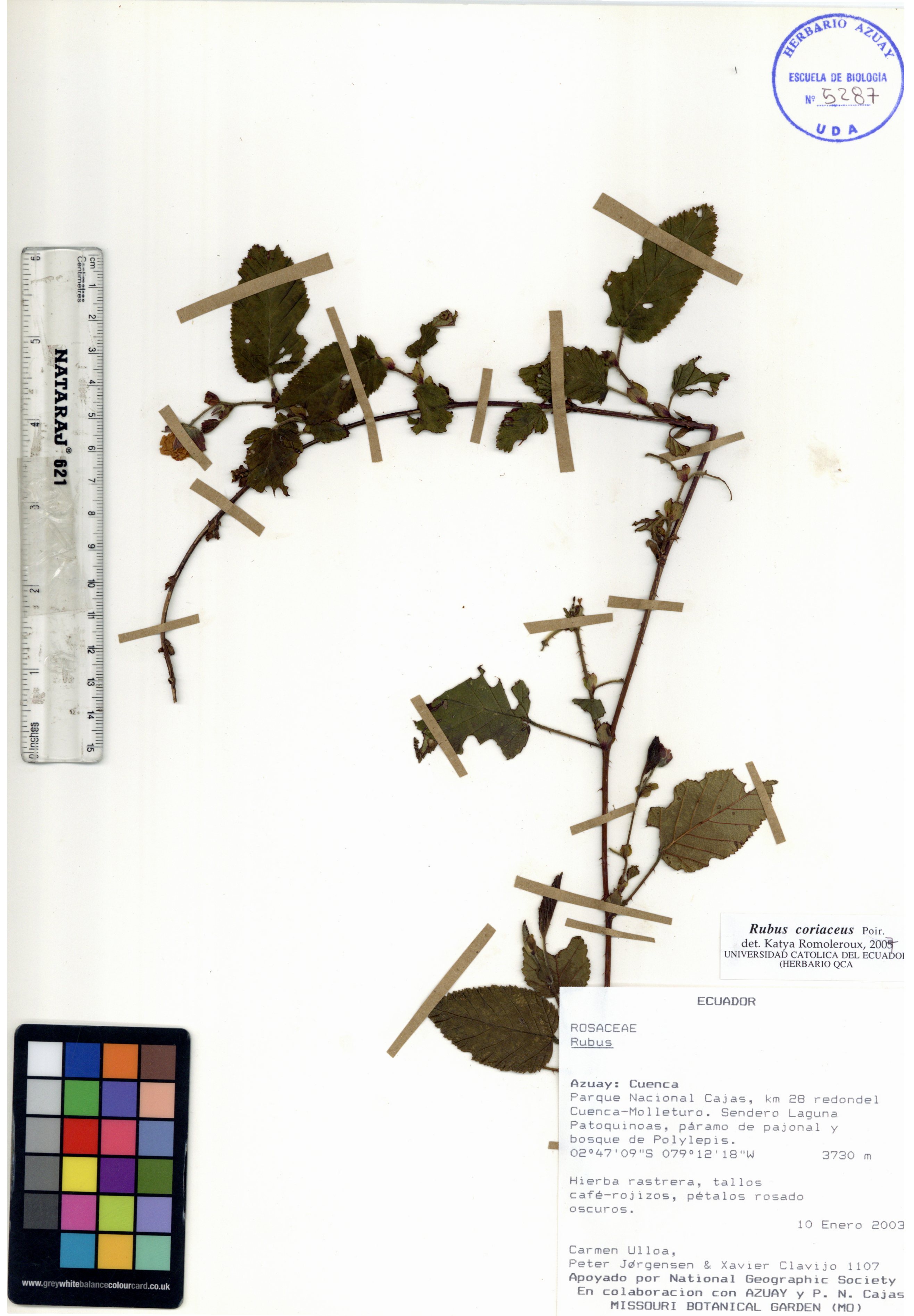 Rubus coriaceus Poir.