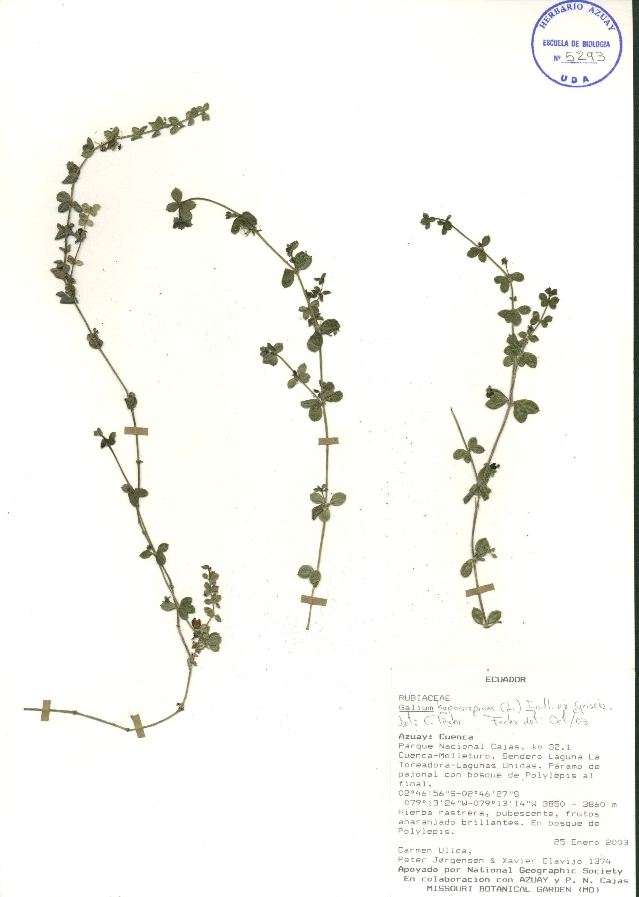 Galium hypocarpium (L.) Endl. ex Griseb.