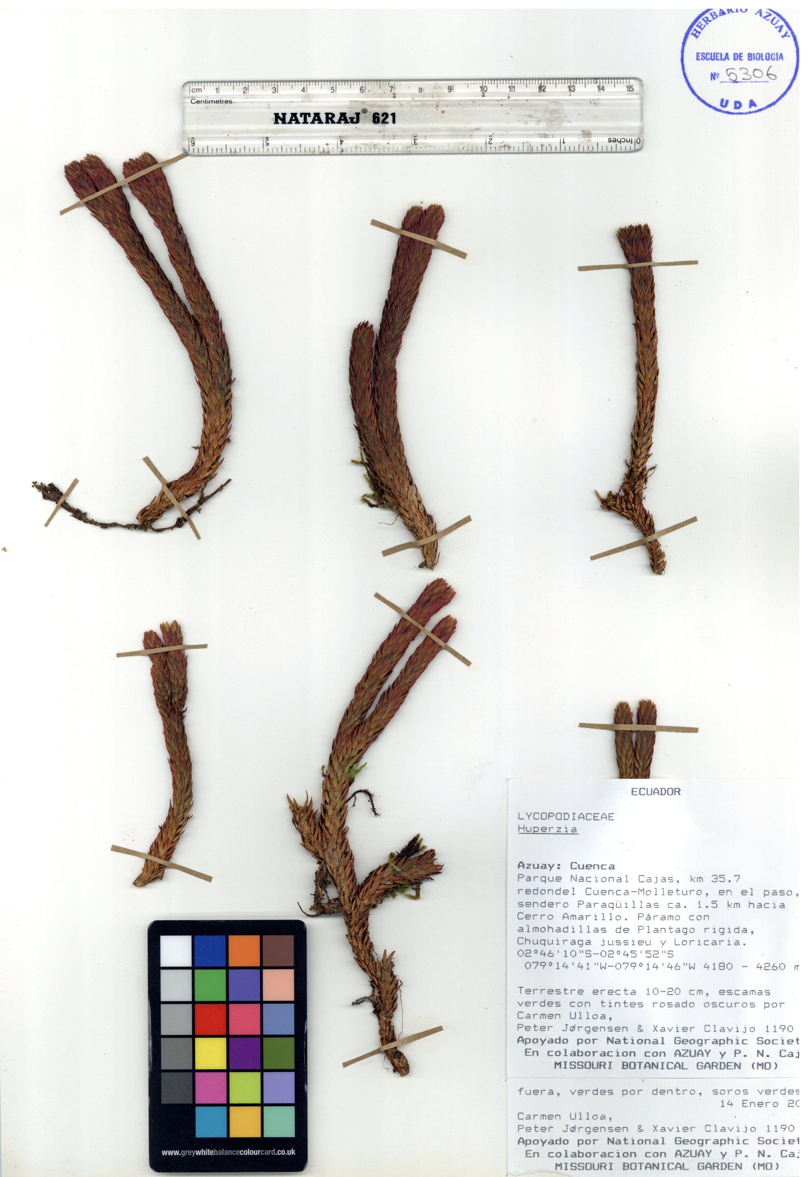 Huperzia sp. SIN DETERMINAR