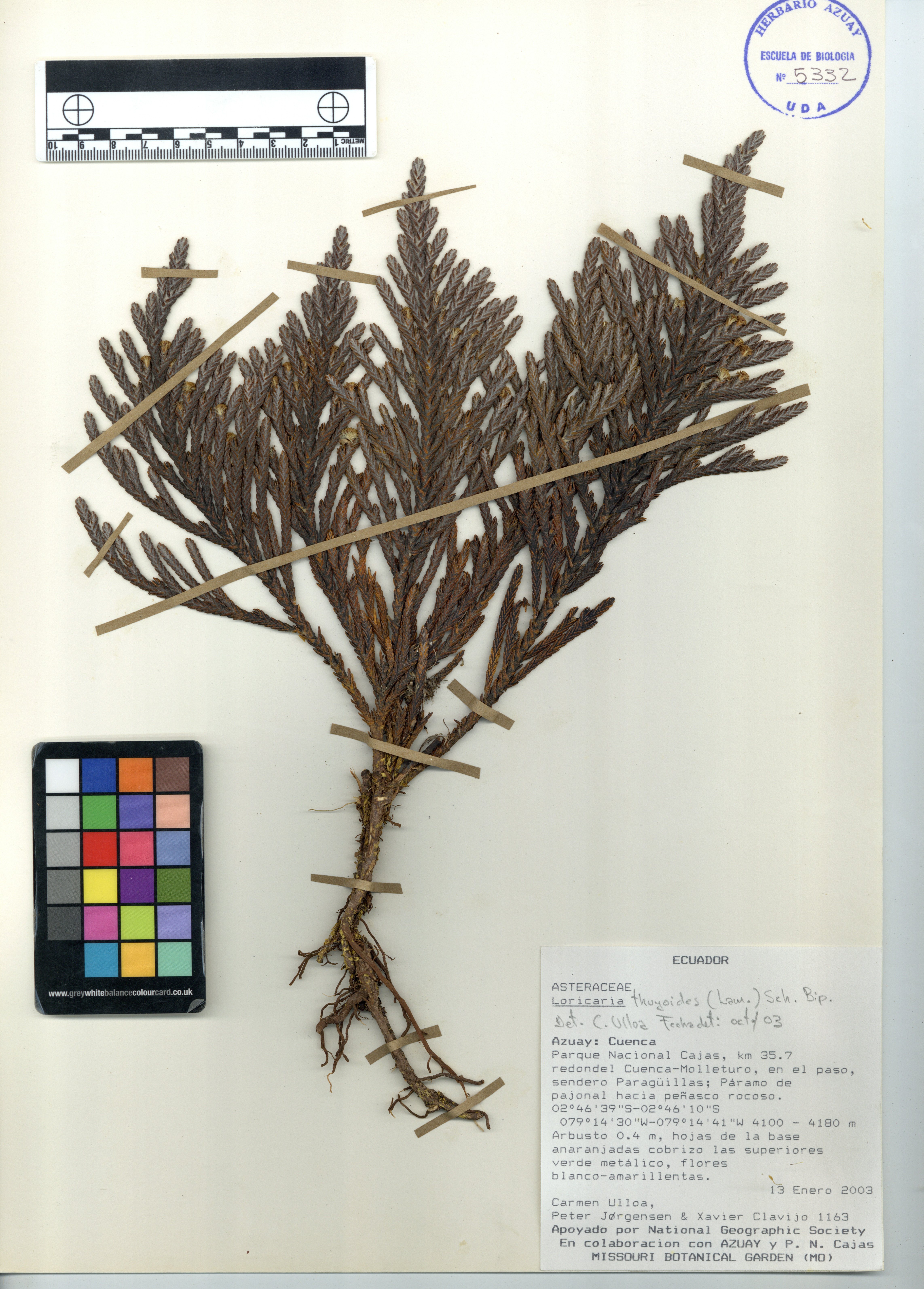 Loricaria thuyoides (Lam.) Sch. Bip.