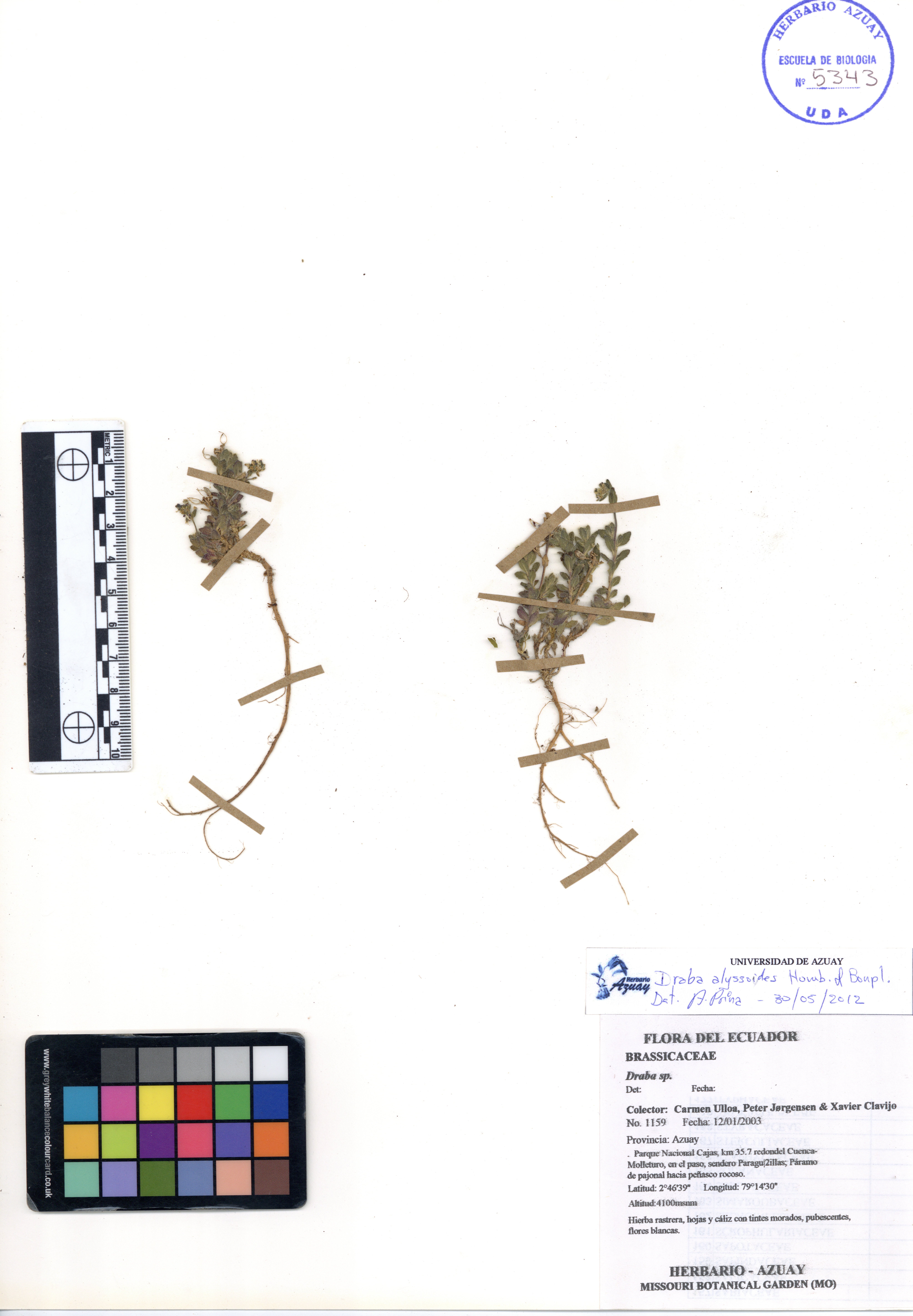 Draba alyssoides Humb. & Bonpl.