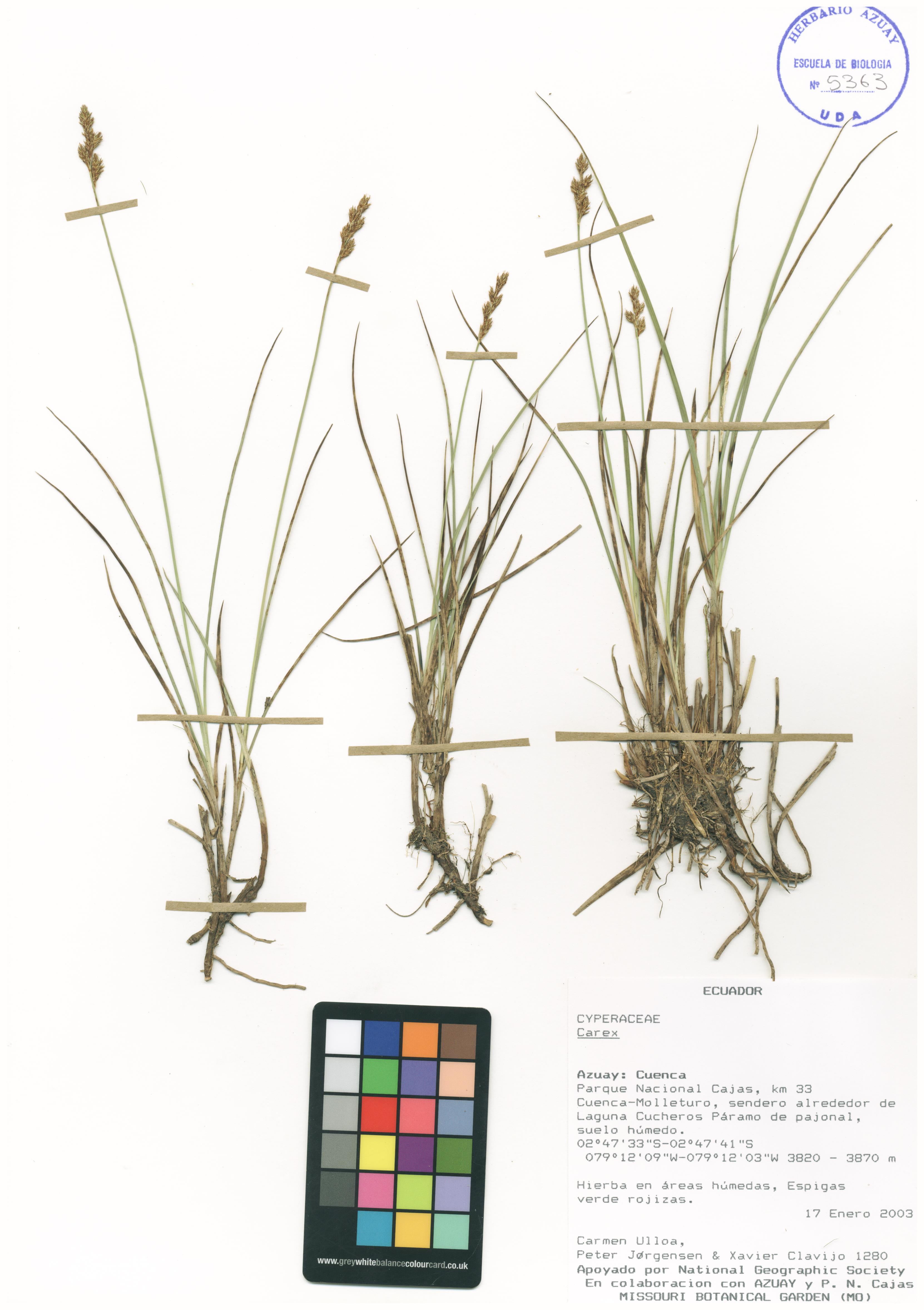 Carex sp. SIN DETERMINAR