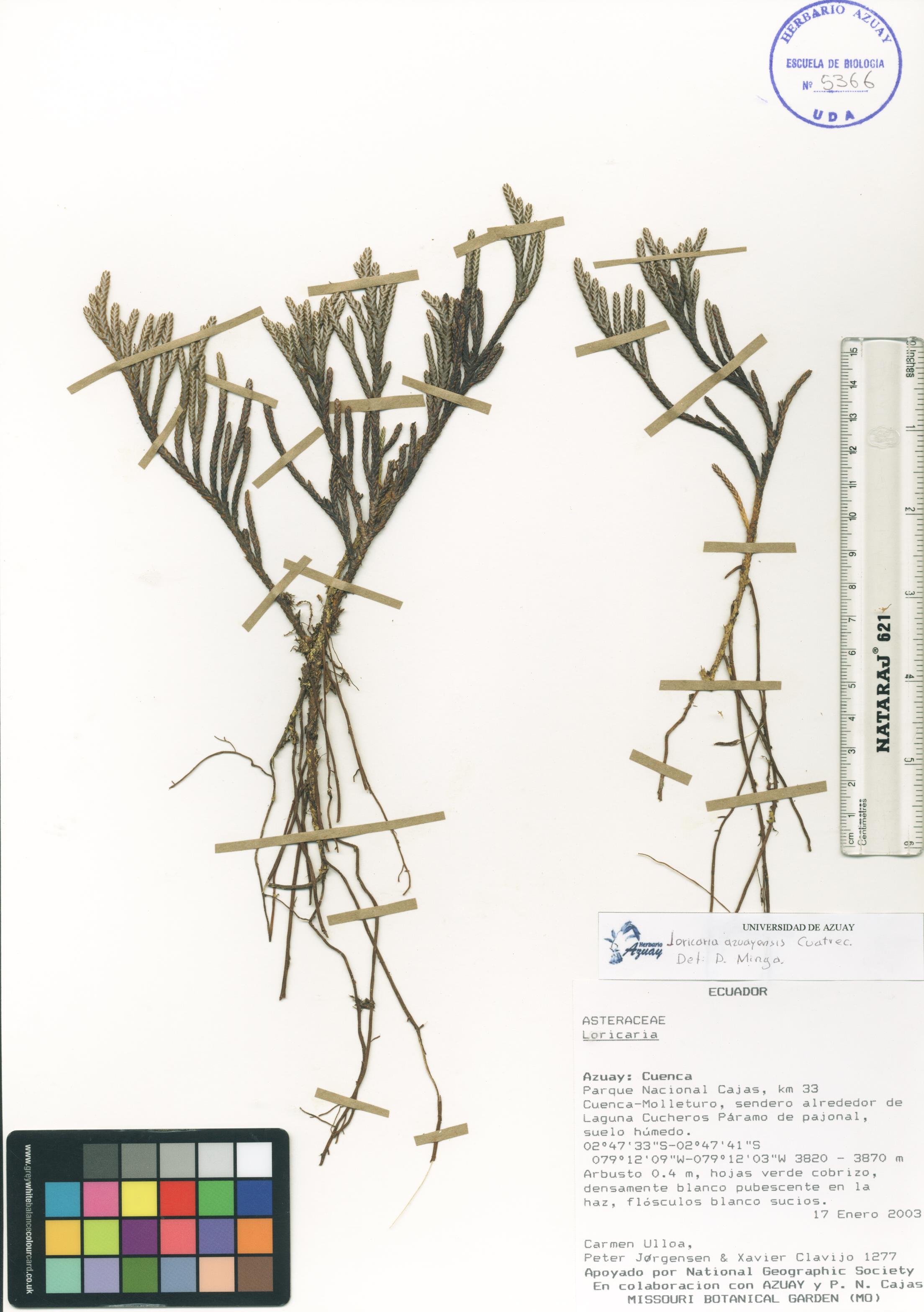 Loricaria azuayensis Cuatrec.