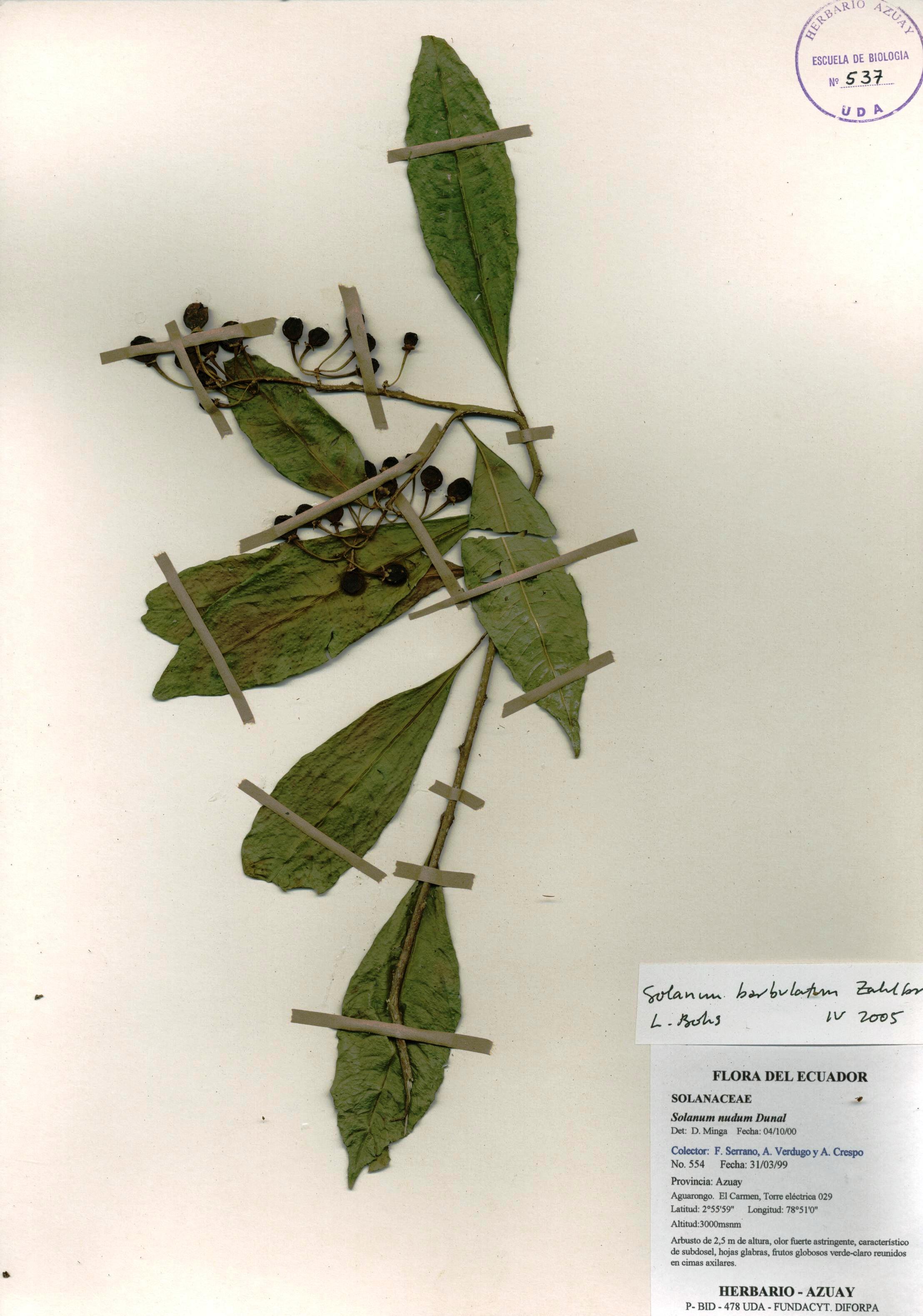 Solanum barbulatum Zahlbr.