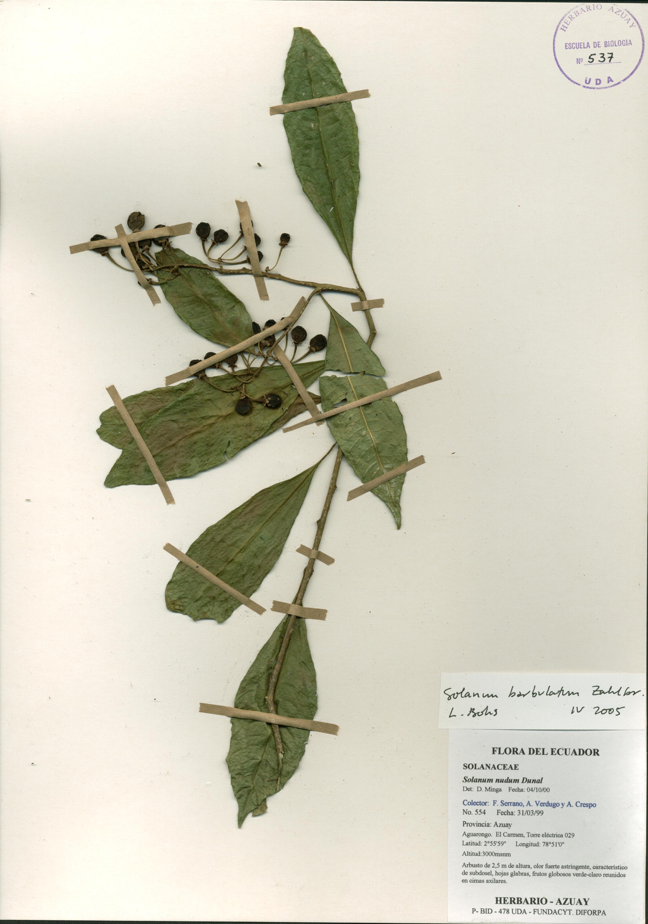 Solanum barbulatum Zahlbr.
