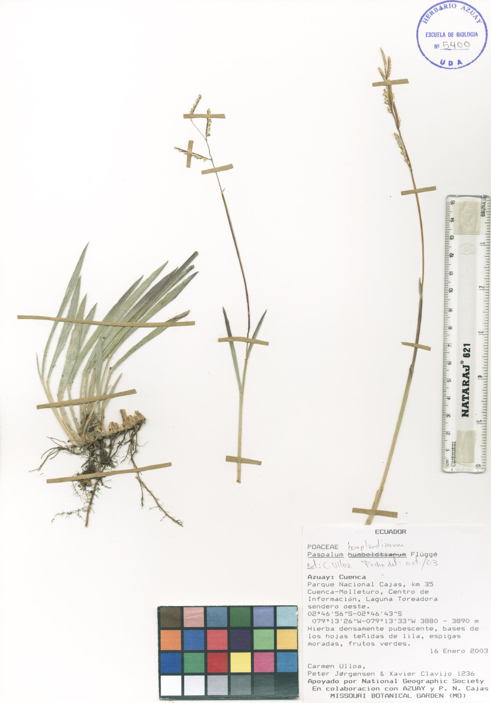 Paspalum bonplandianum Flüggé