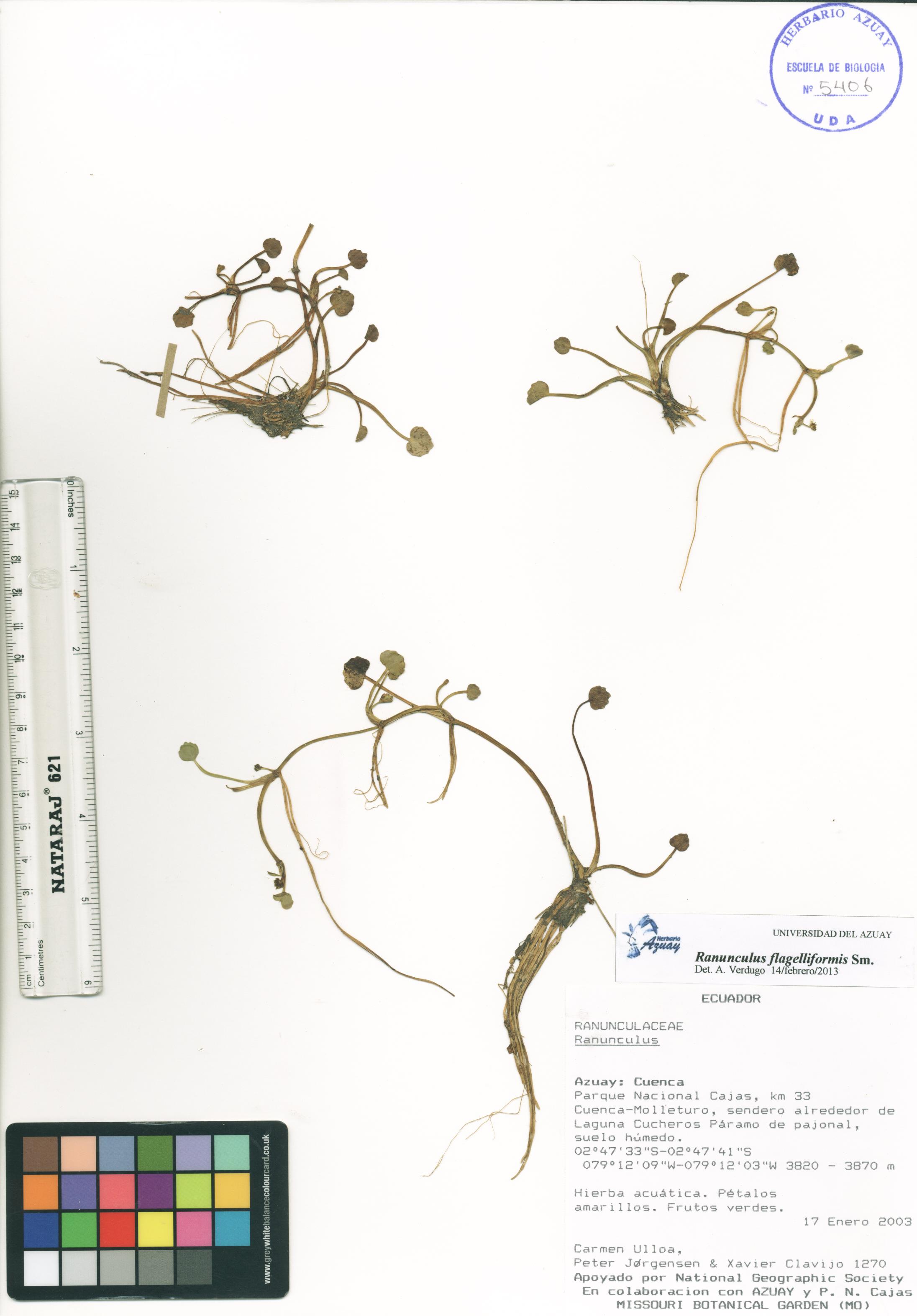 Ranunculus flagelliformis Sm.