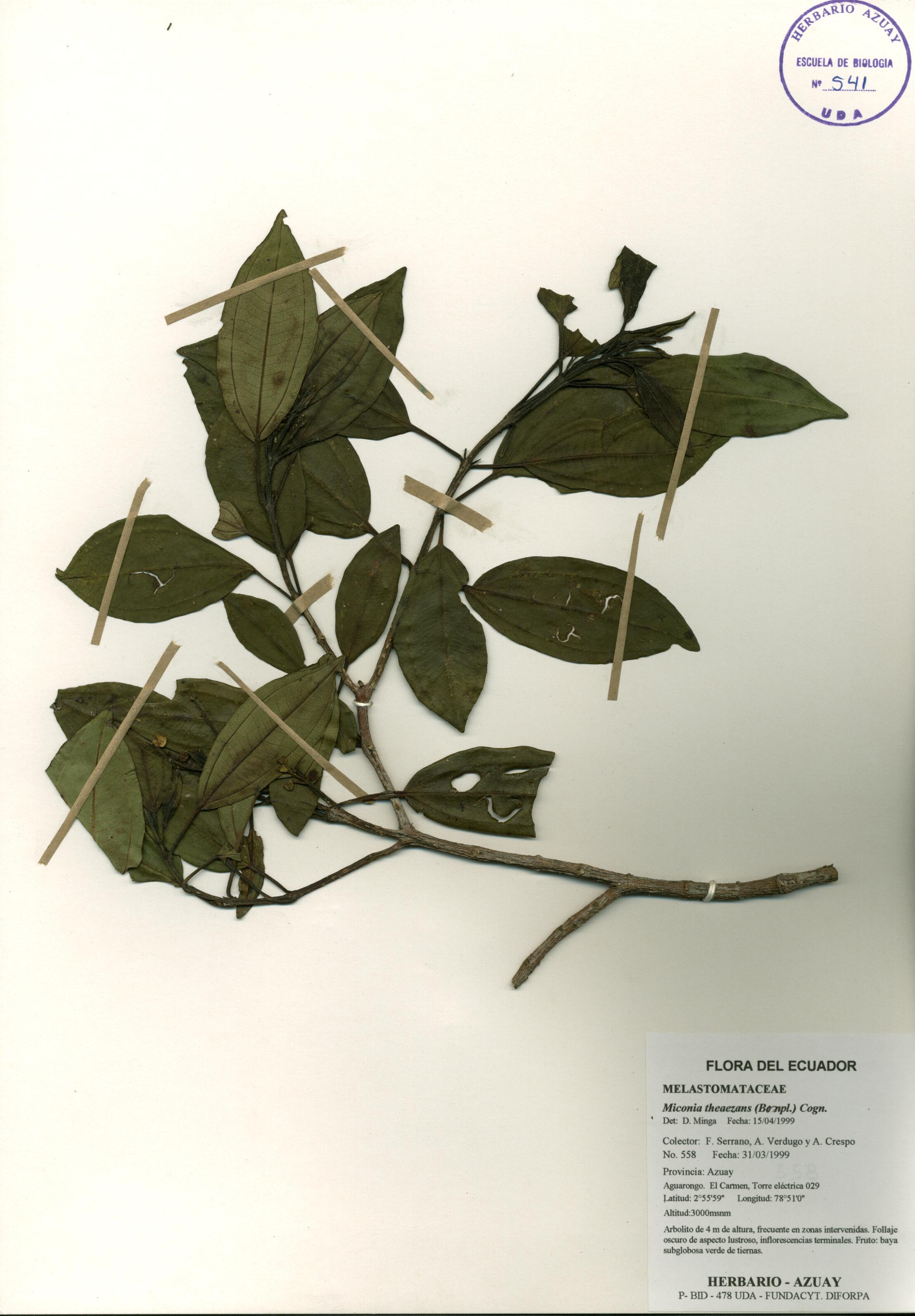 Miconia theaezans (Bonpl.) Cogn.