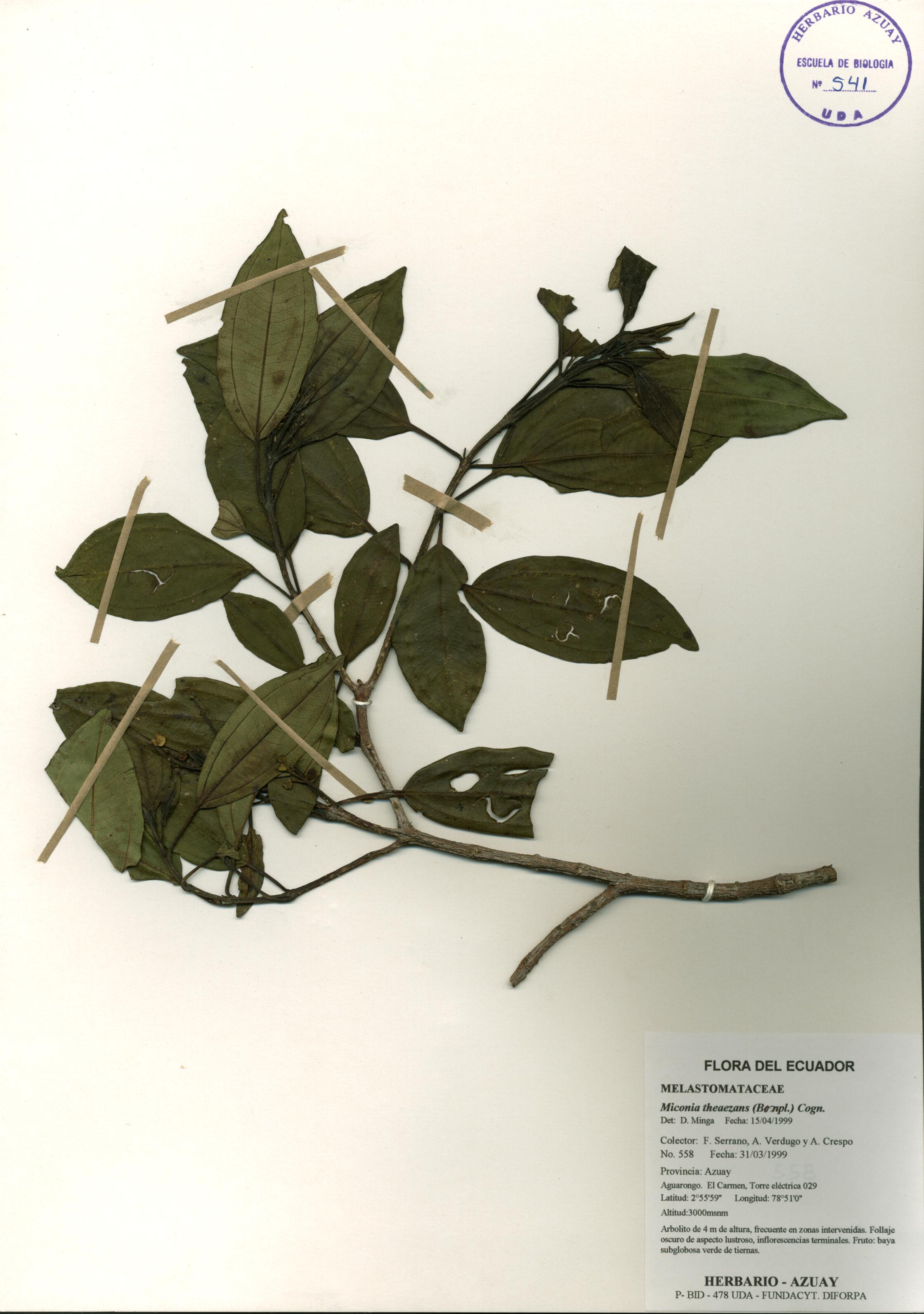 Miconia theaezans (Bonpl.) Cogn.