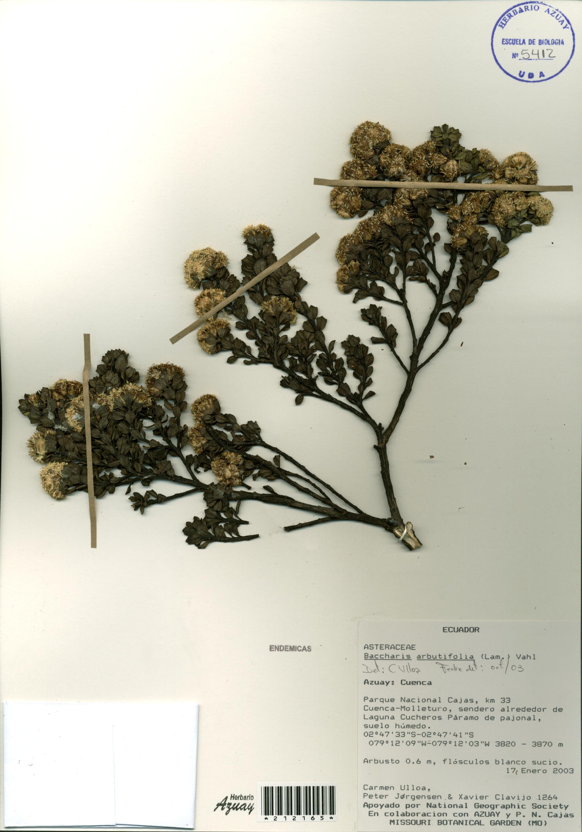 Baccharis tricuneata (L. f.) Pers.