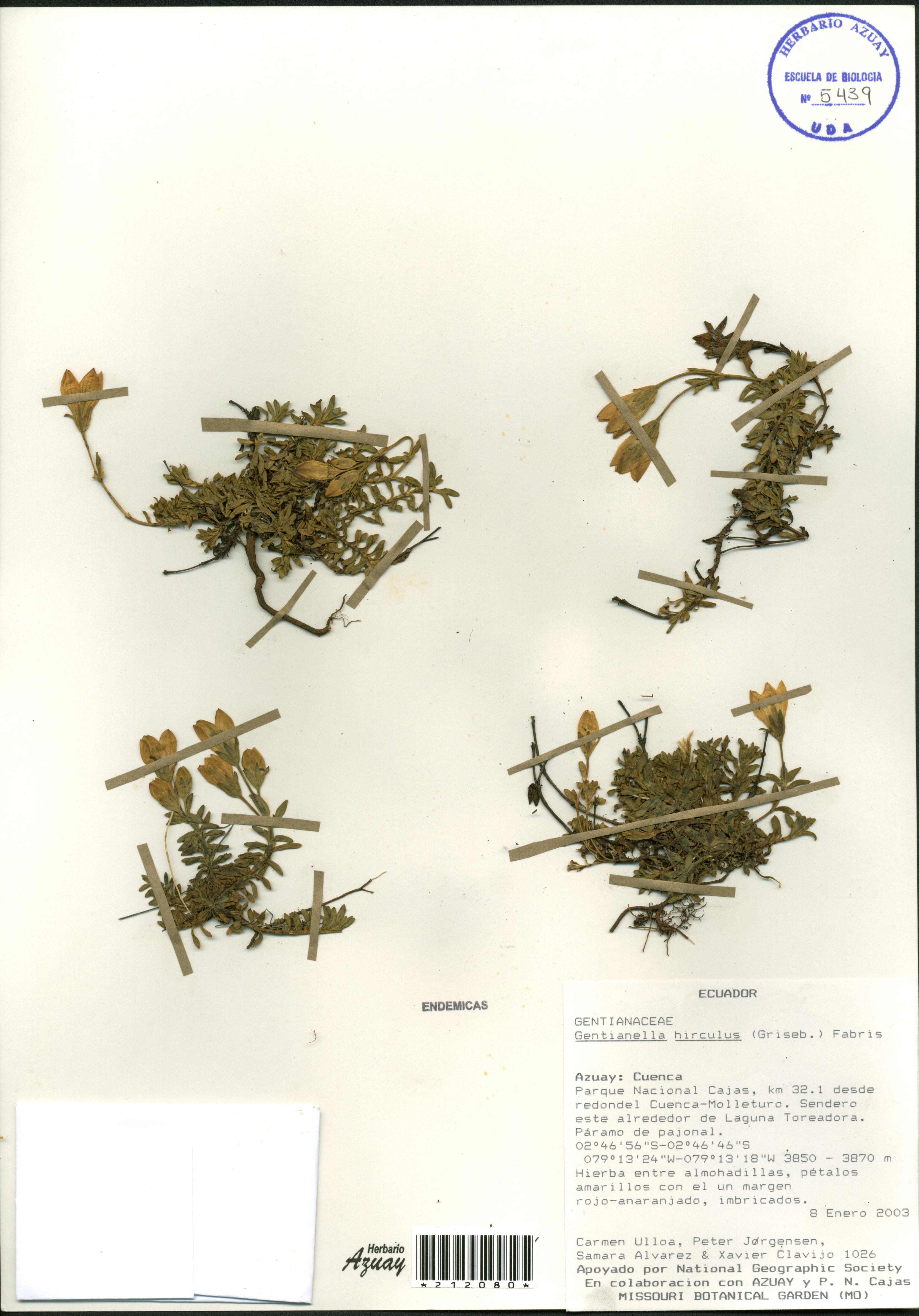 Gentianella rapunculoides (Willd. ex Schult.) J.S. Pringle