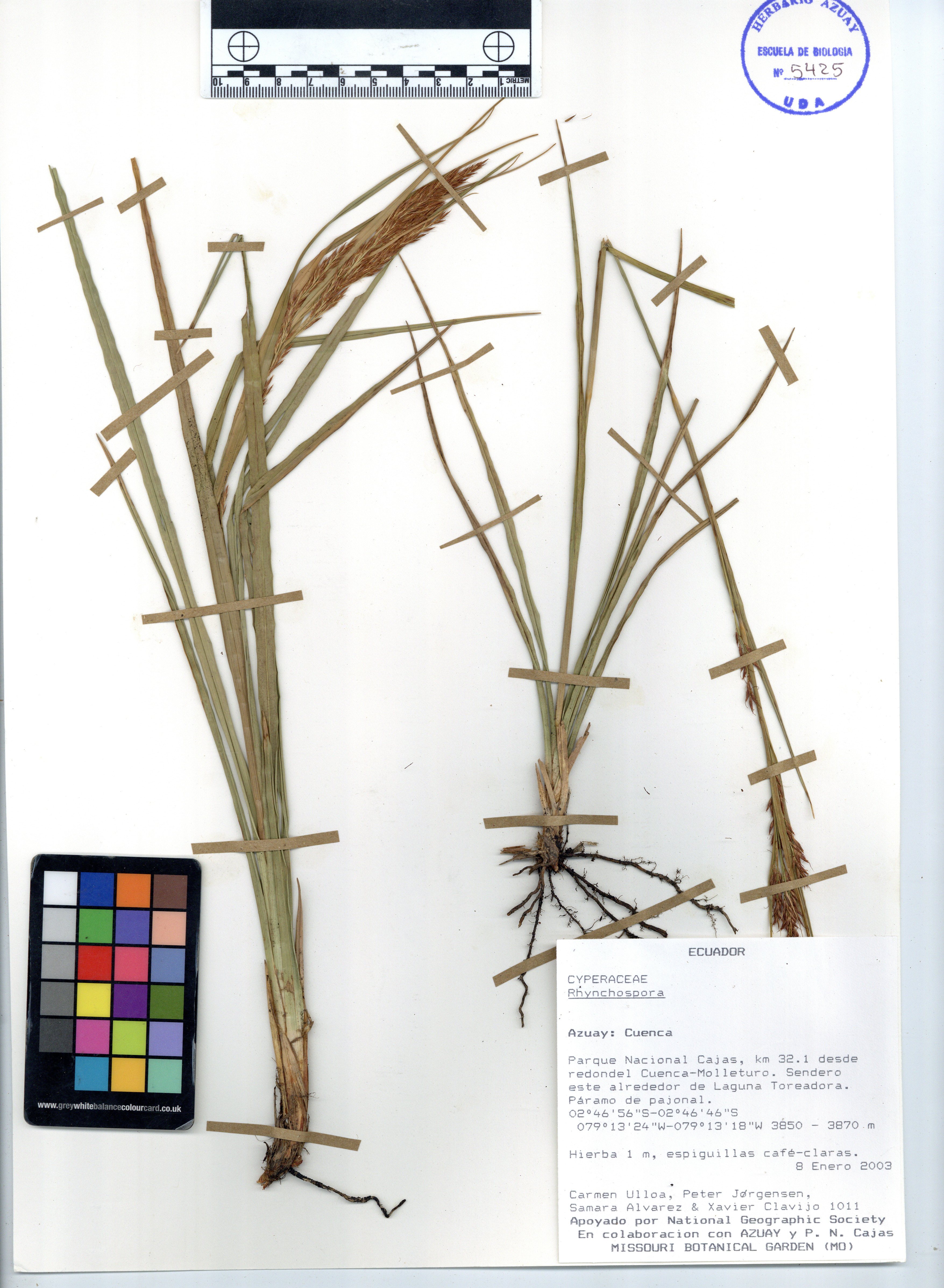 Rhynchospora sp. SIN DETERMINAR