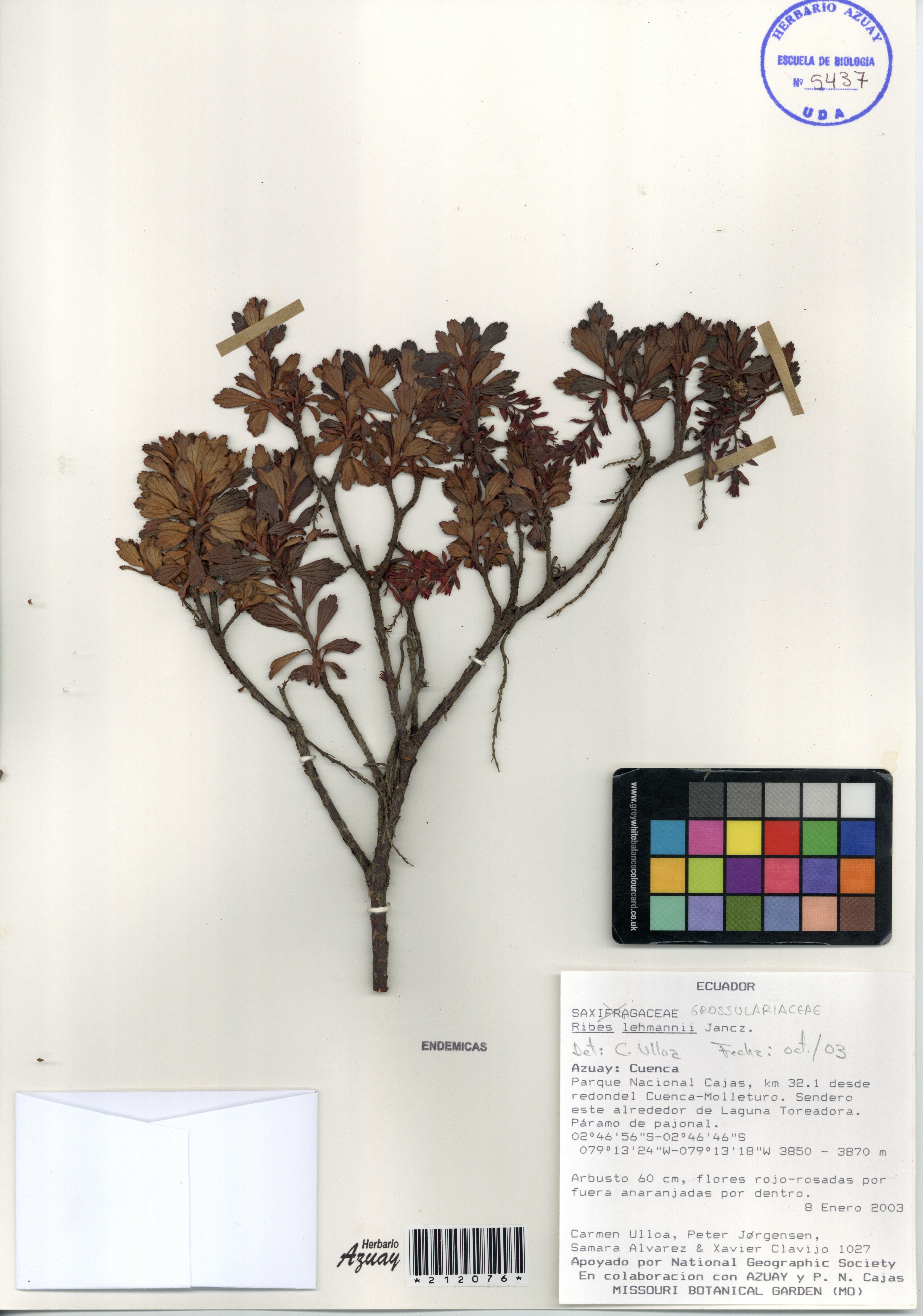 Ribes lehmannii Jancz.