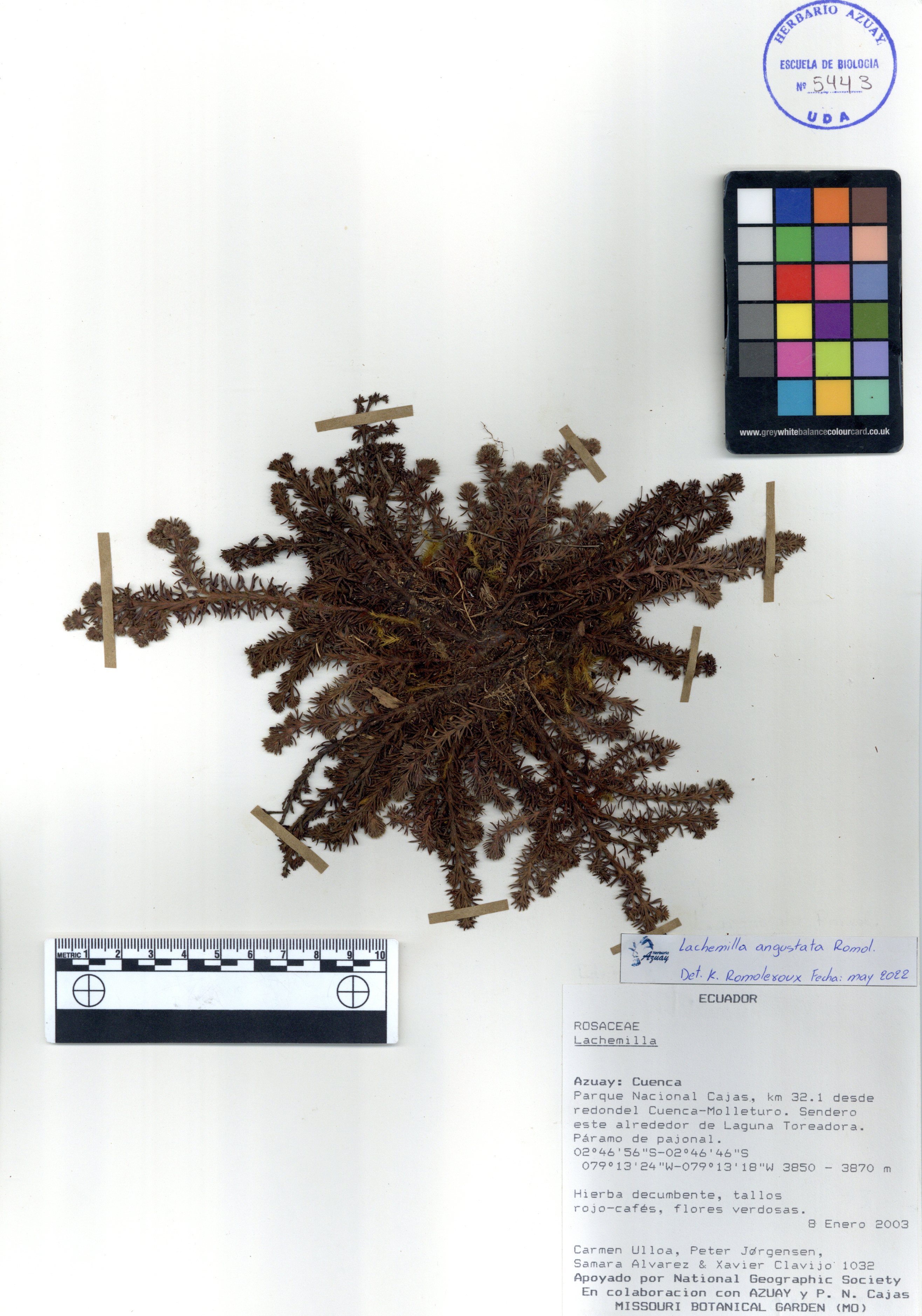 Lachemilla angustata Romol.
