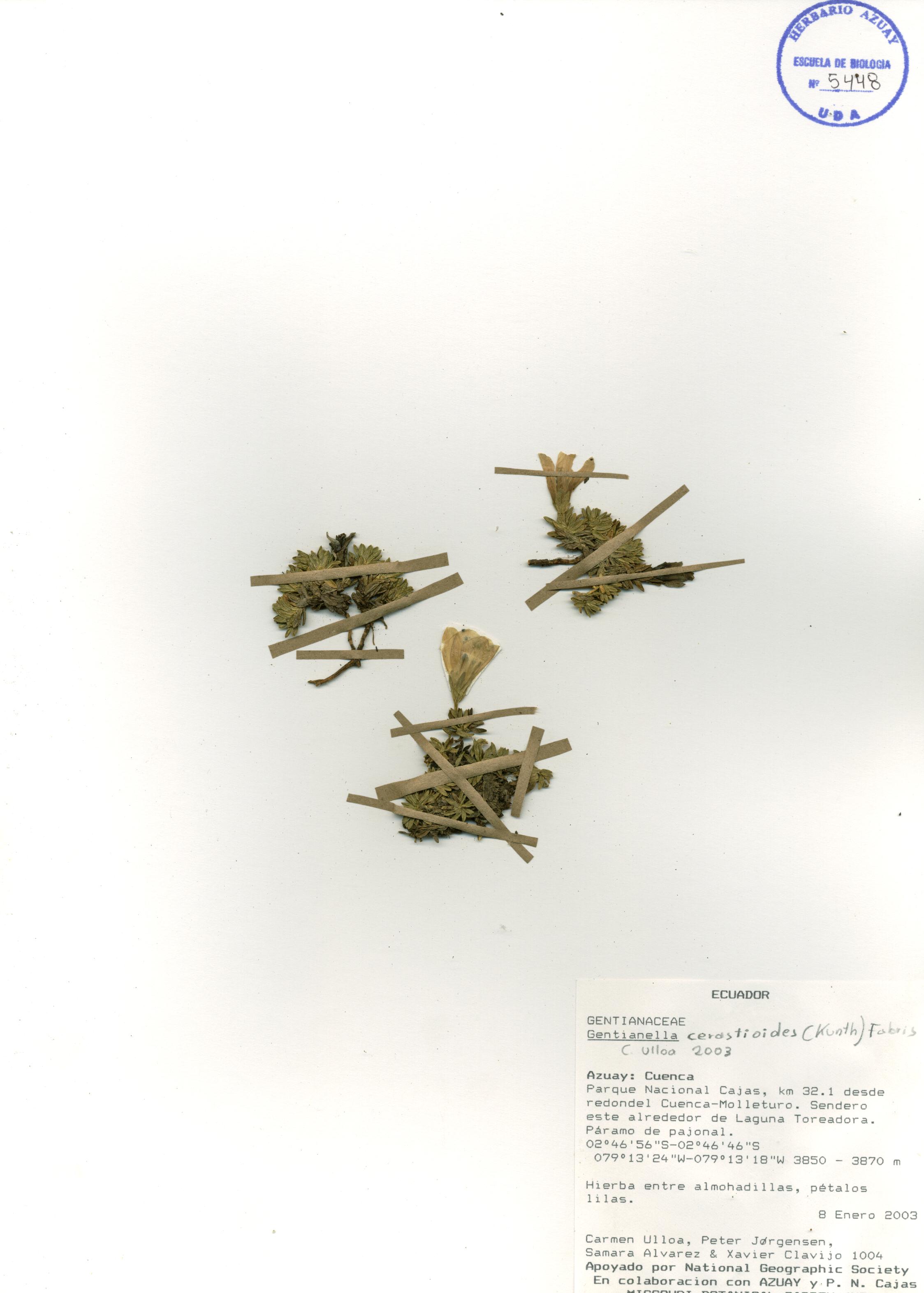 Gentianella cerastioides (Kunth) Fabris