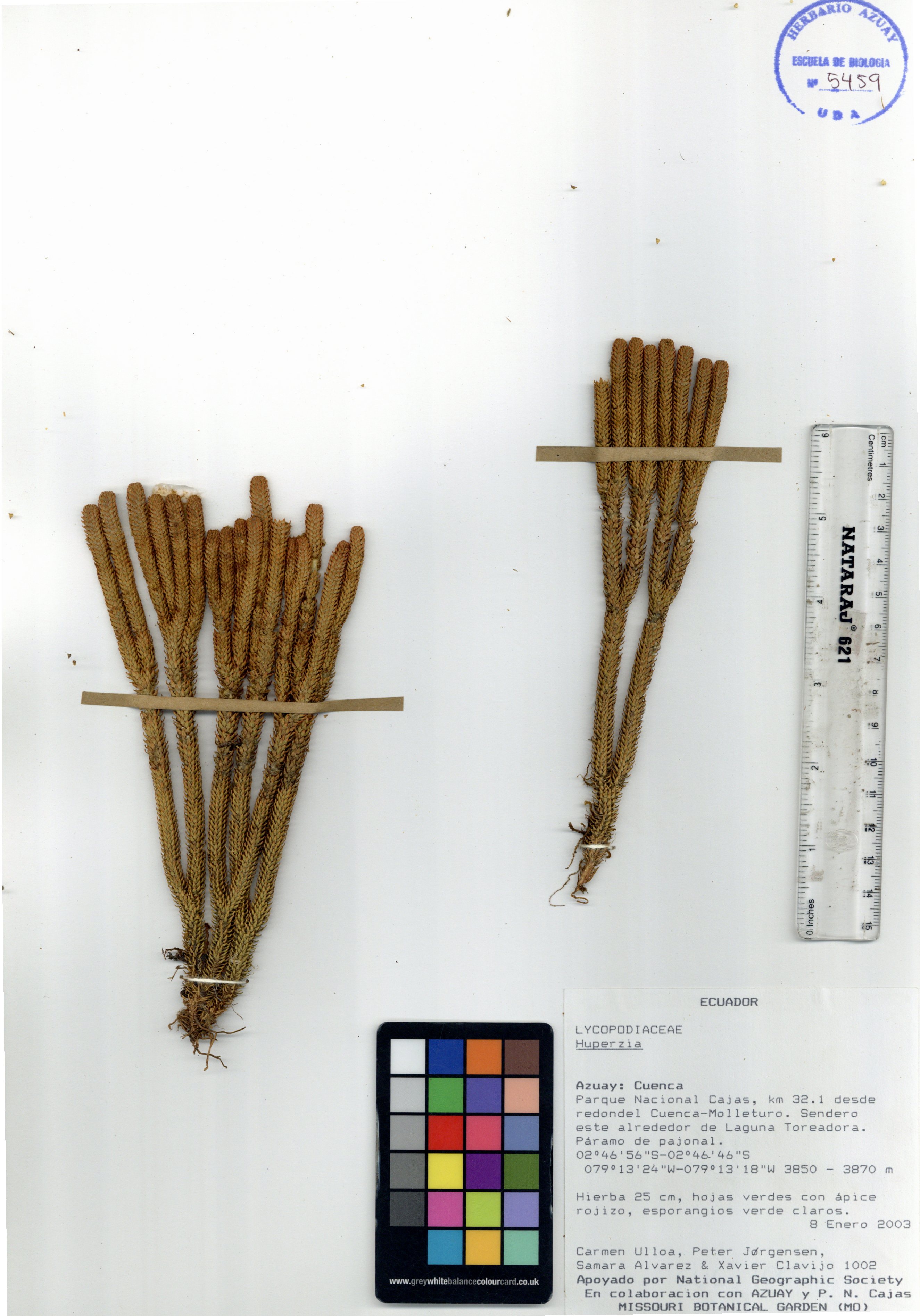 Huperzia sp. SIN DETERMINAR