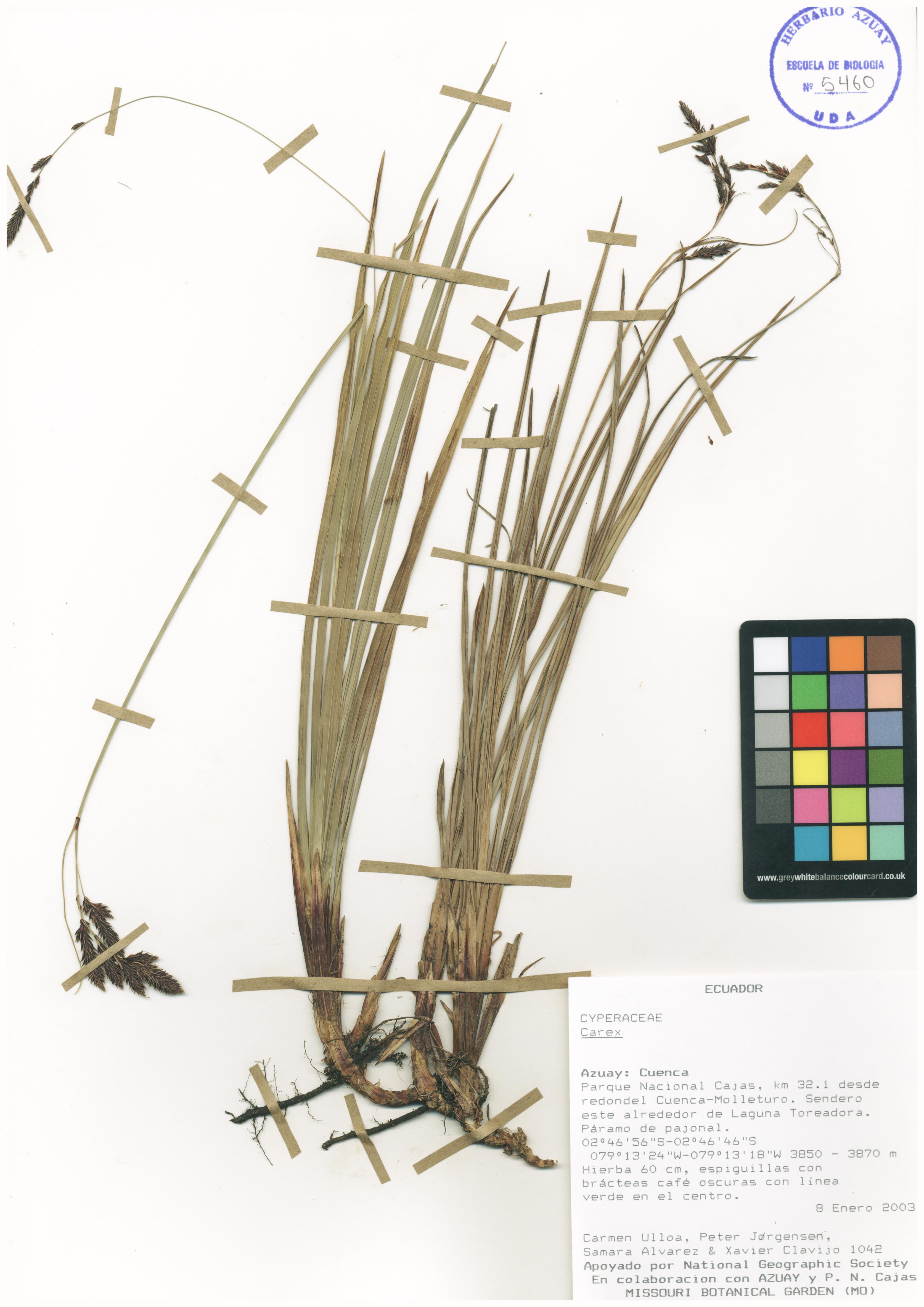 Carex sp. SIN DETERMINAR
