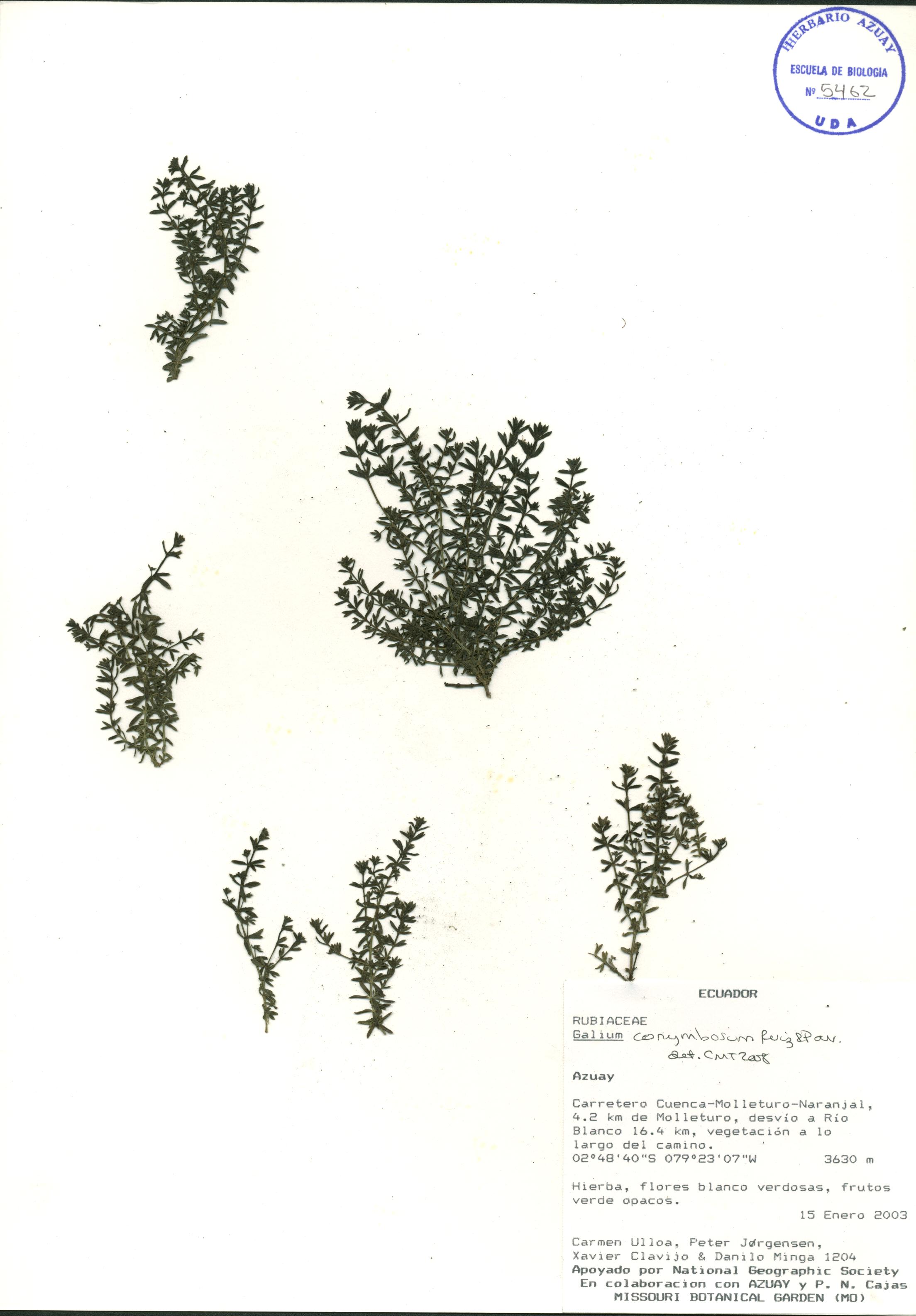 Galium corymbosum Ruiz & Pav.