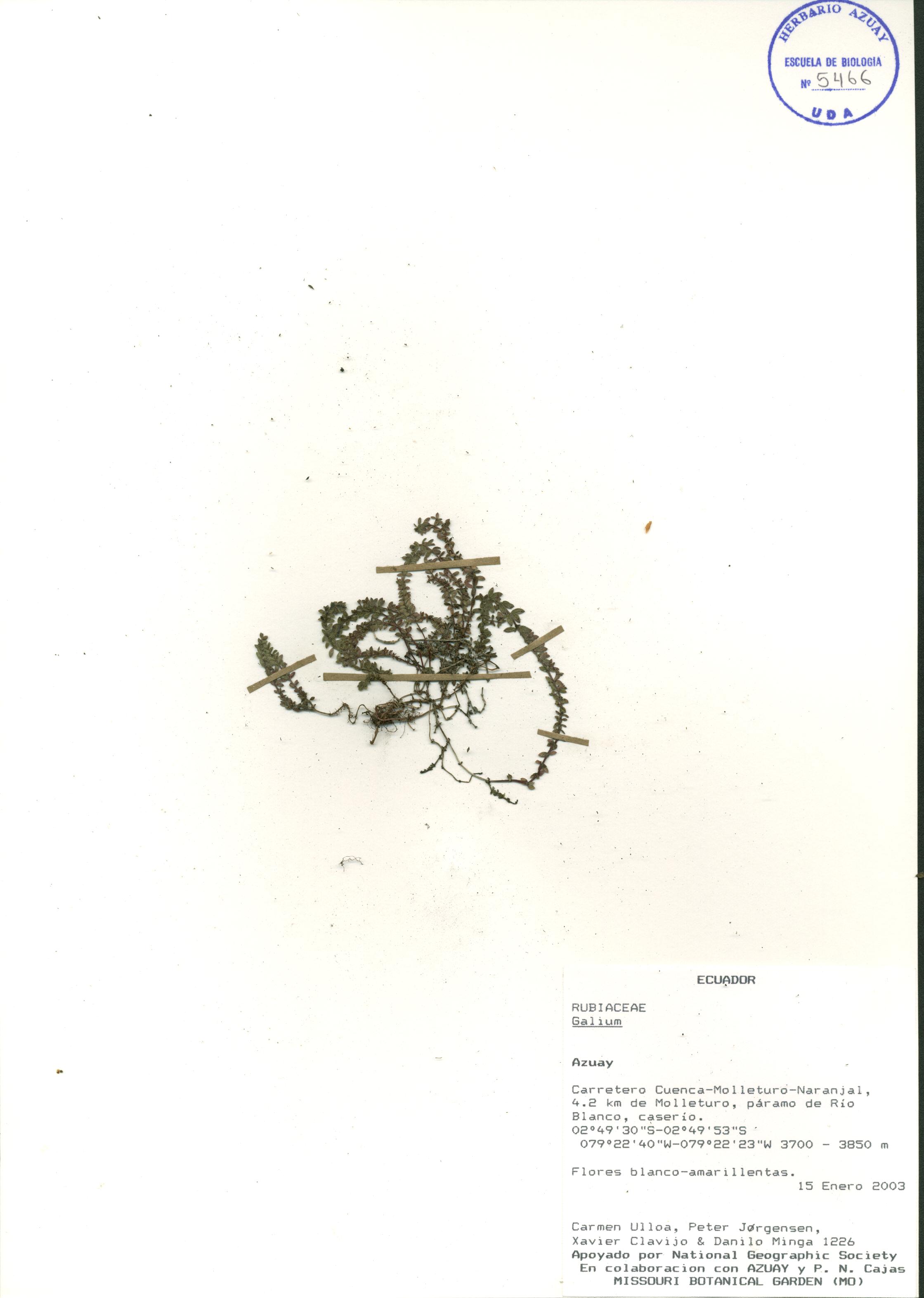 Galium sp. SIN DETERMINAR