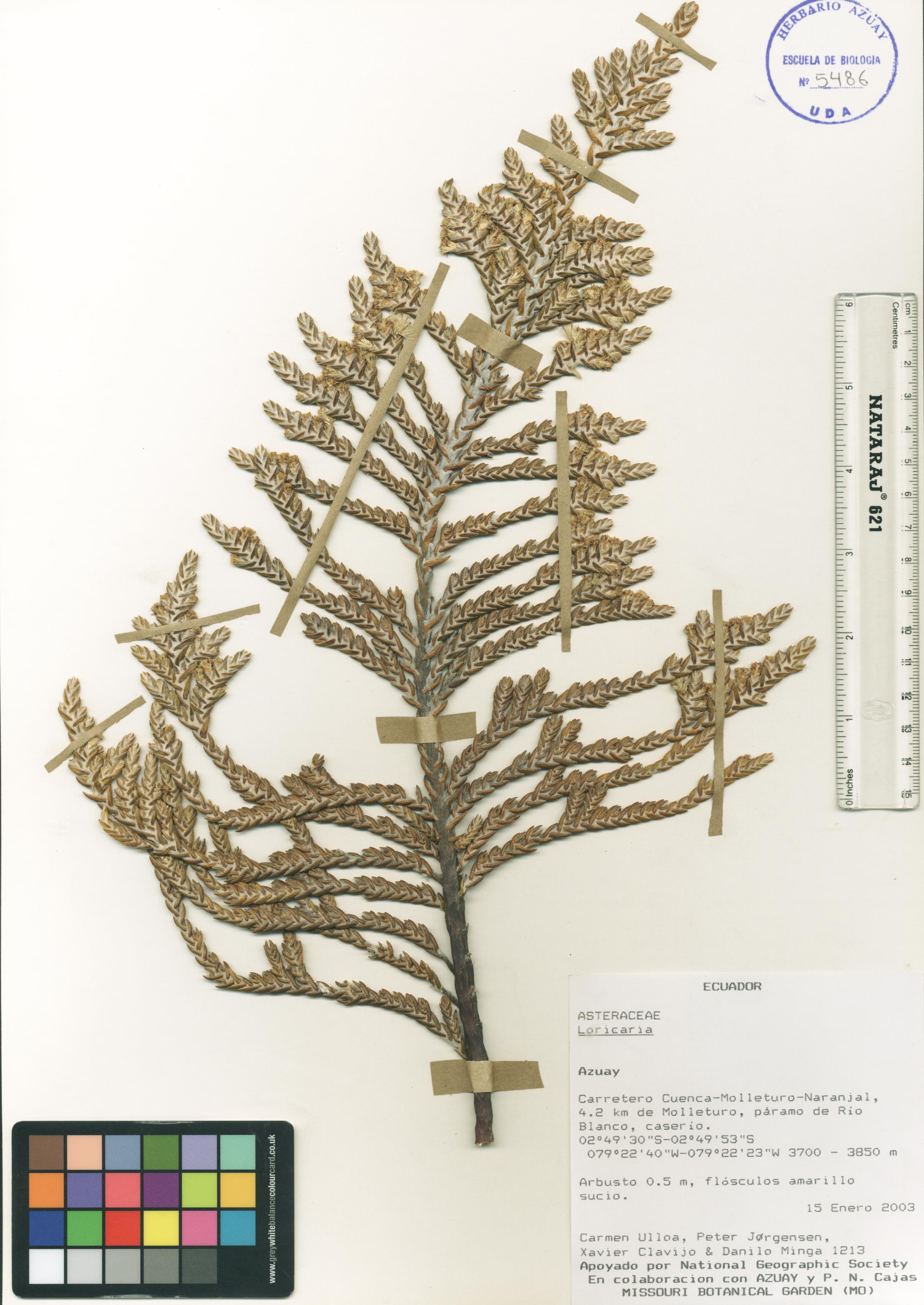 Loricaria sp. SIN DETERMINAR