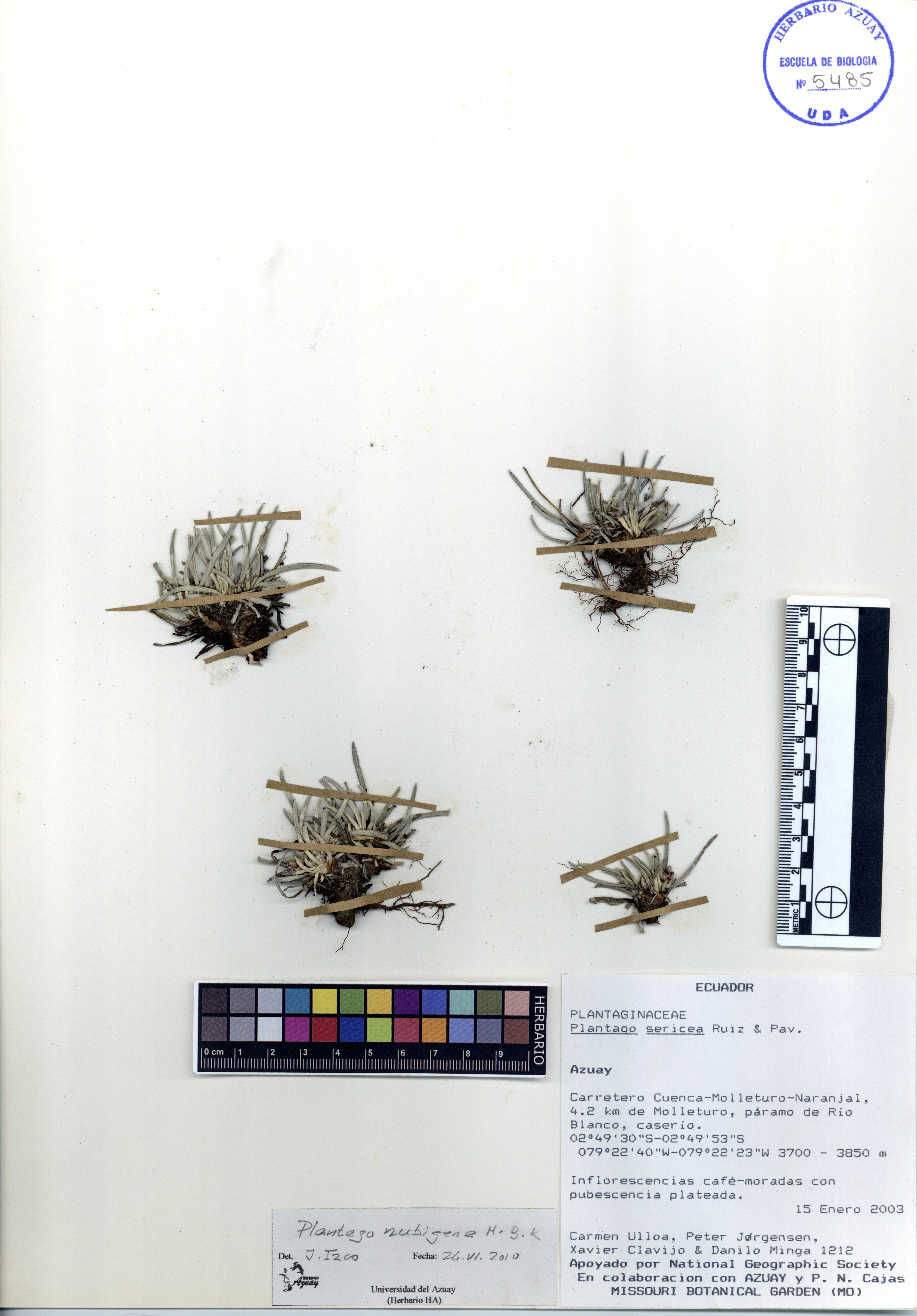Loricaria sp. SIN DETERMINAR