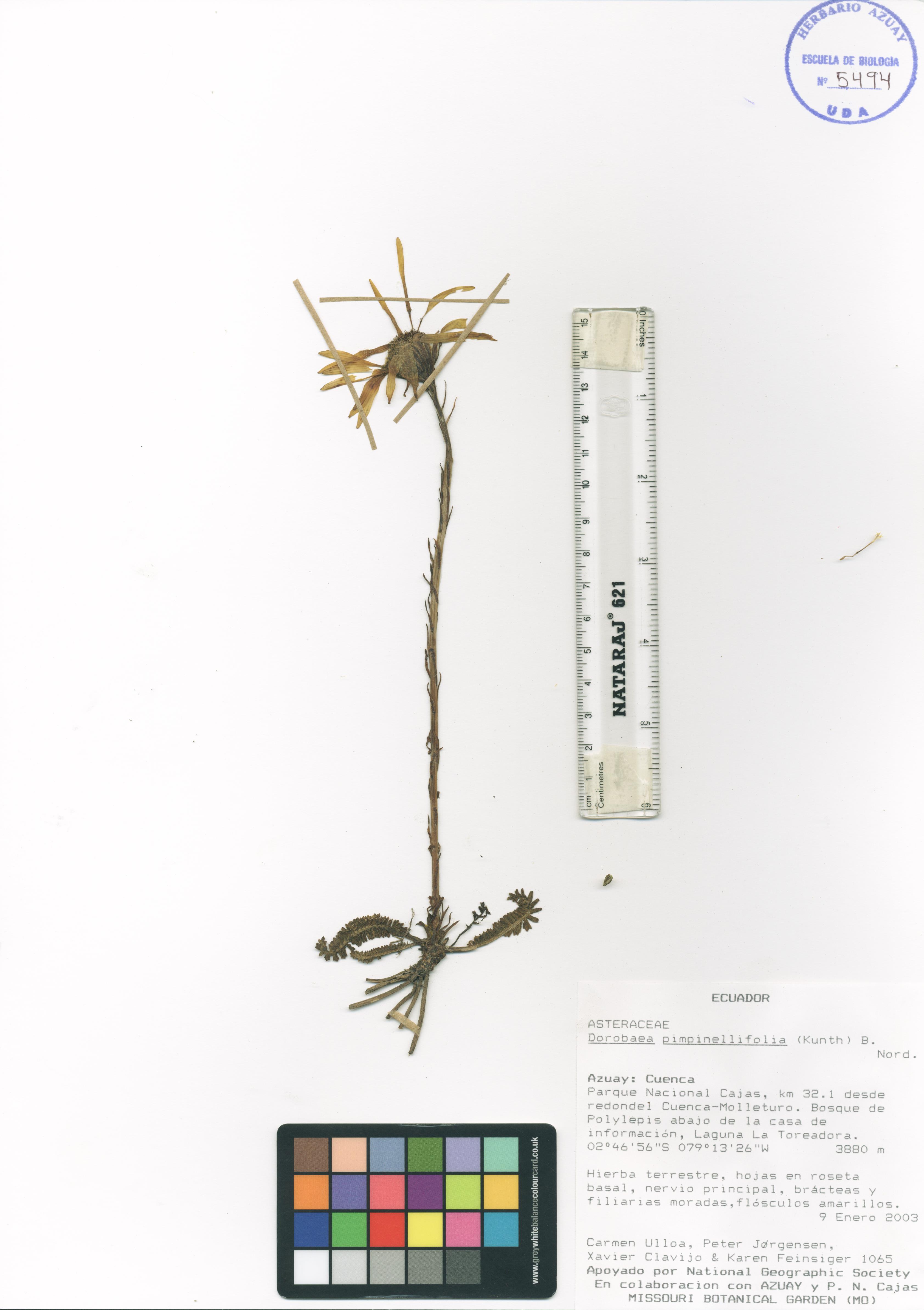 Dorobaea pimpinellifolia (Kunth) B. Nord.