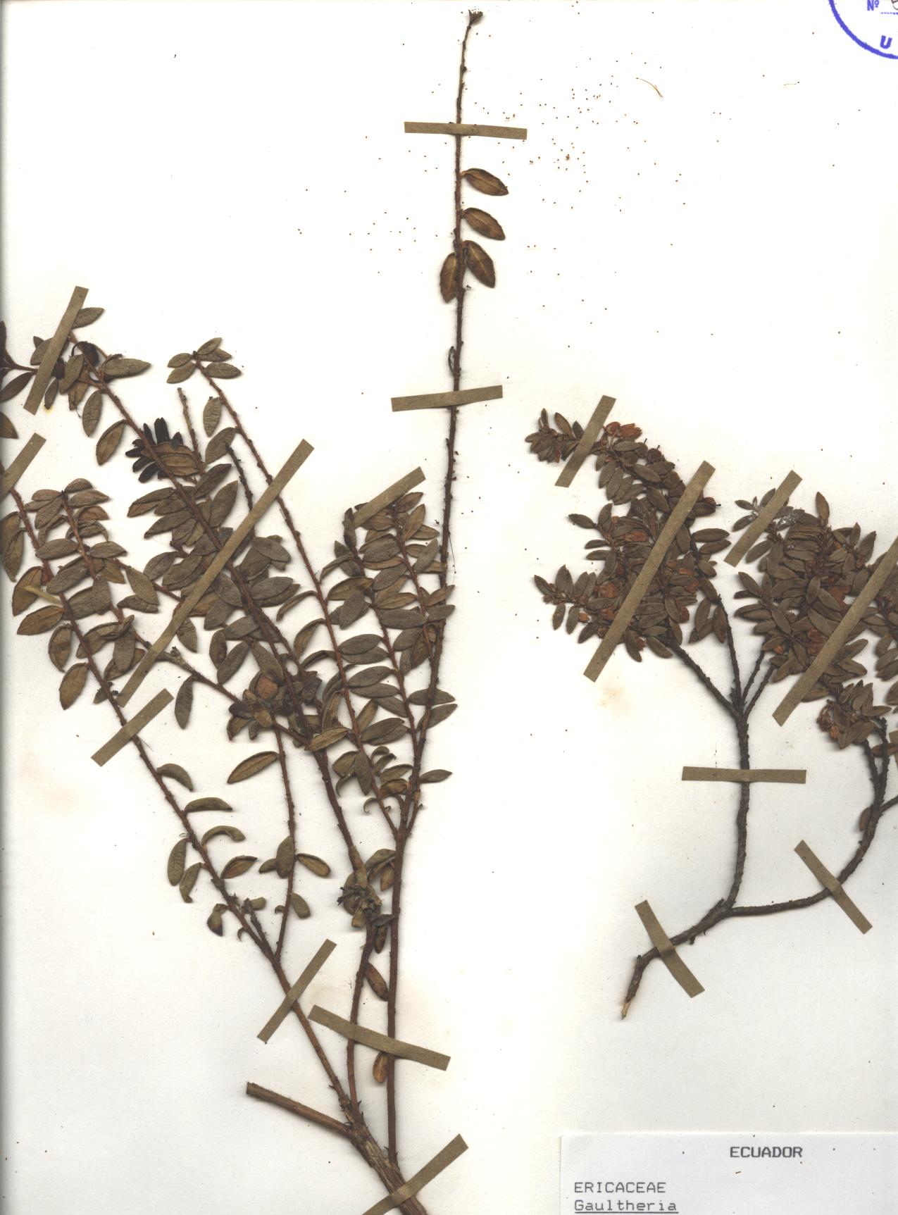 Gaultheria sp. SIN DETERMINAR