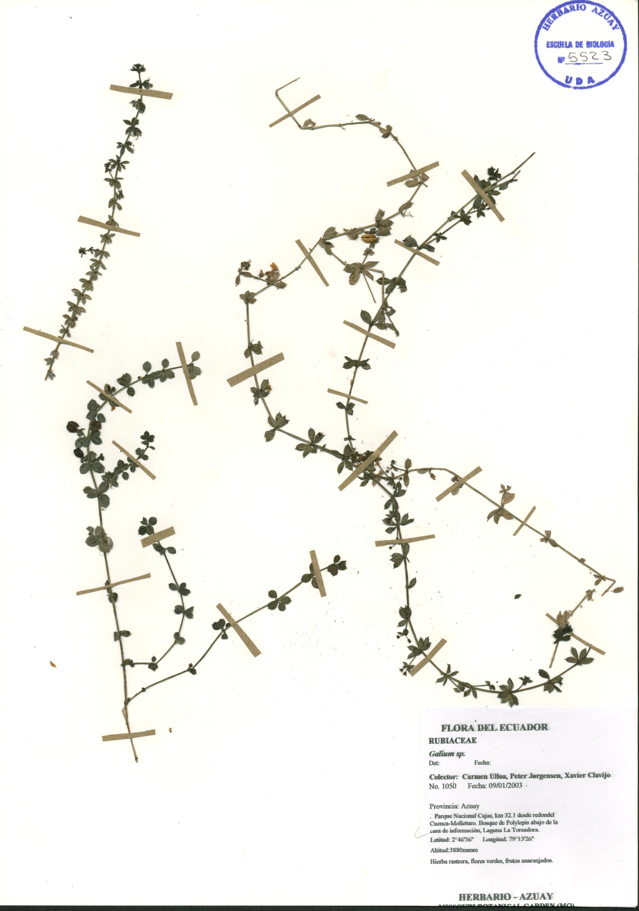 Galium sp. SIN DETERMINAR