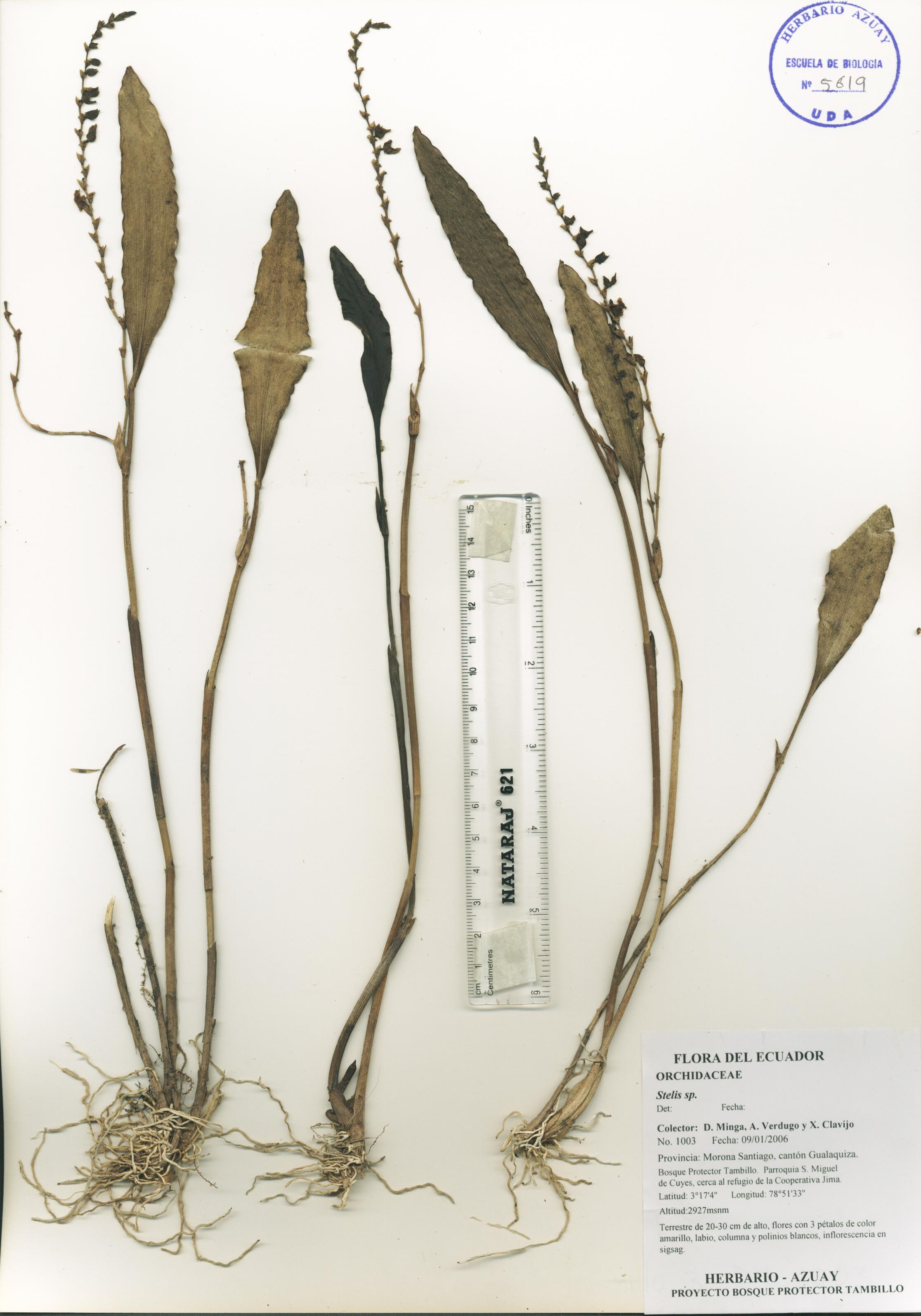 Stelis sp. SIN DETERMINAR