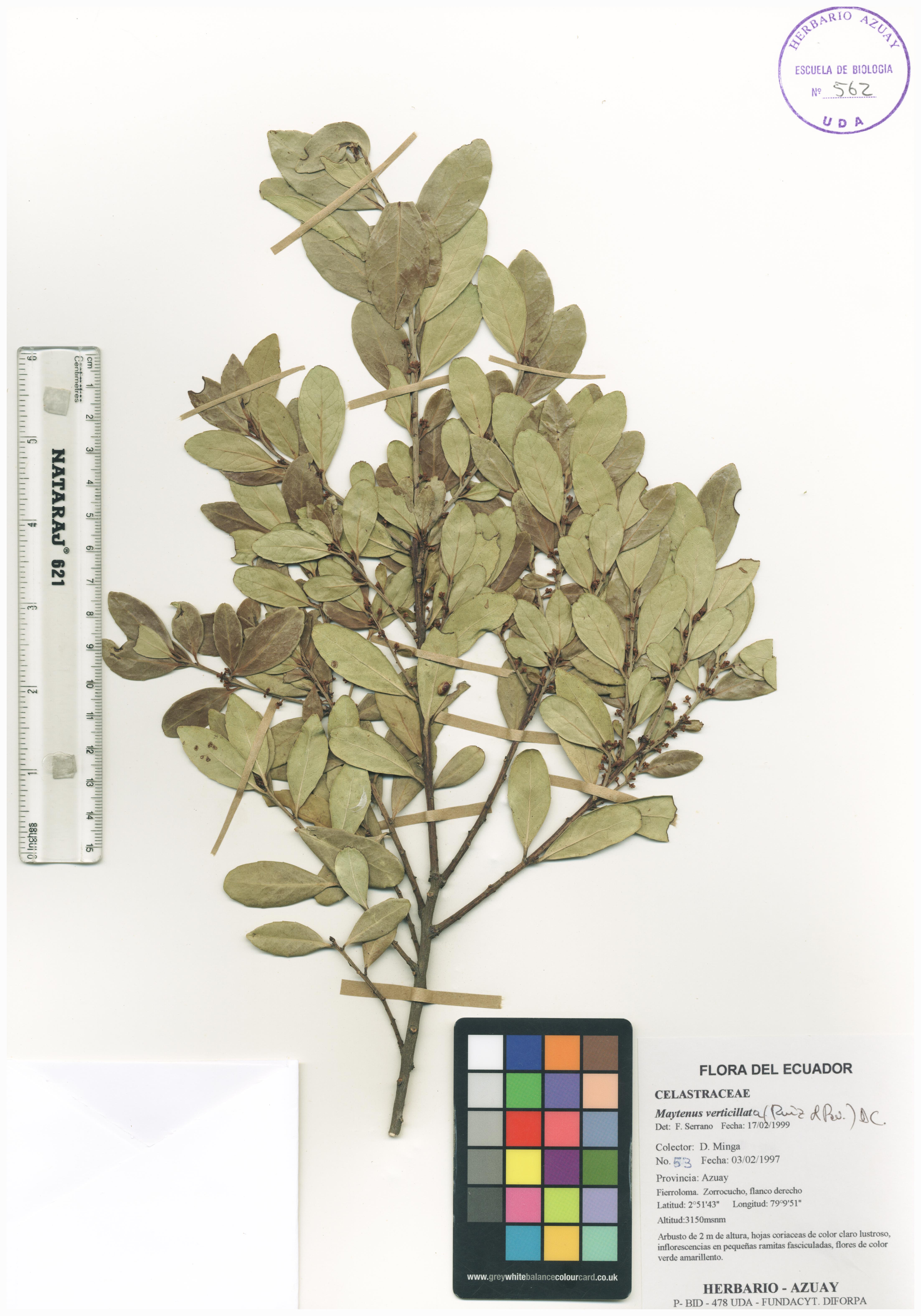 Maytenus verticillata (Ruiz & Pav.) DC.
