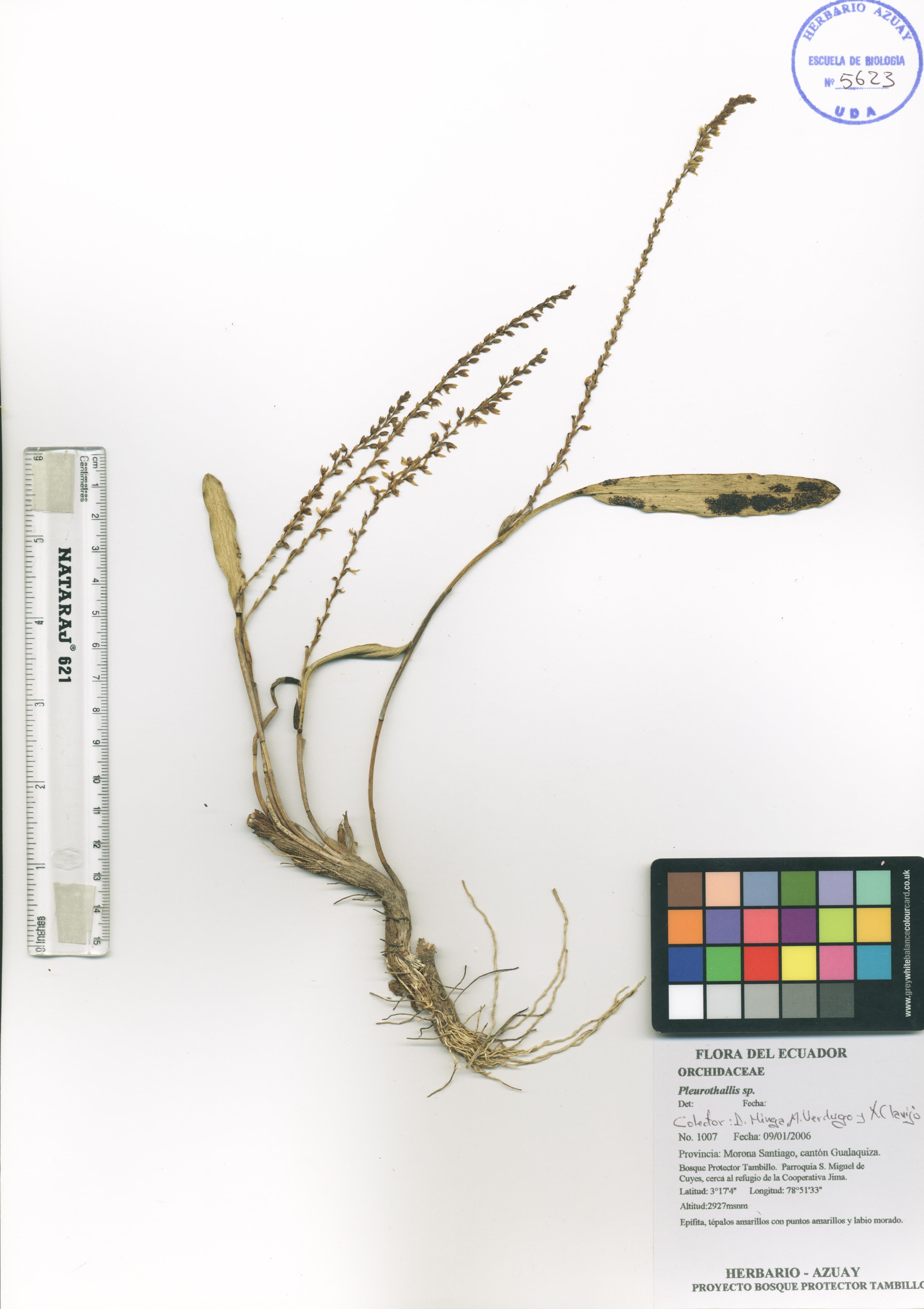 Pleurothallis sp. SIN DETERMINAR