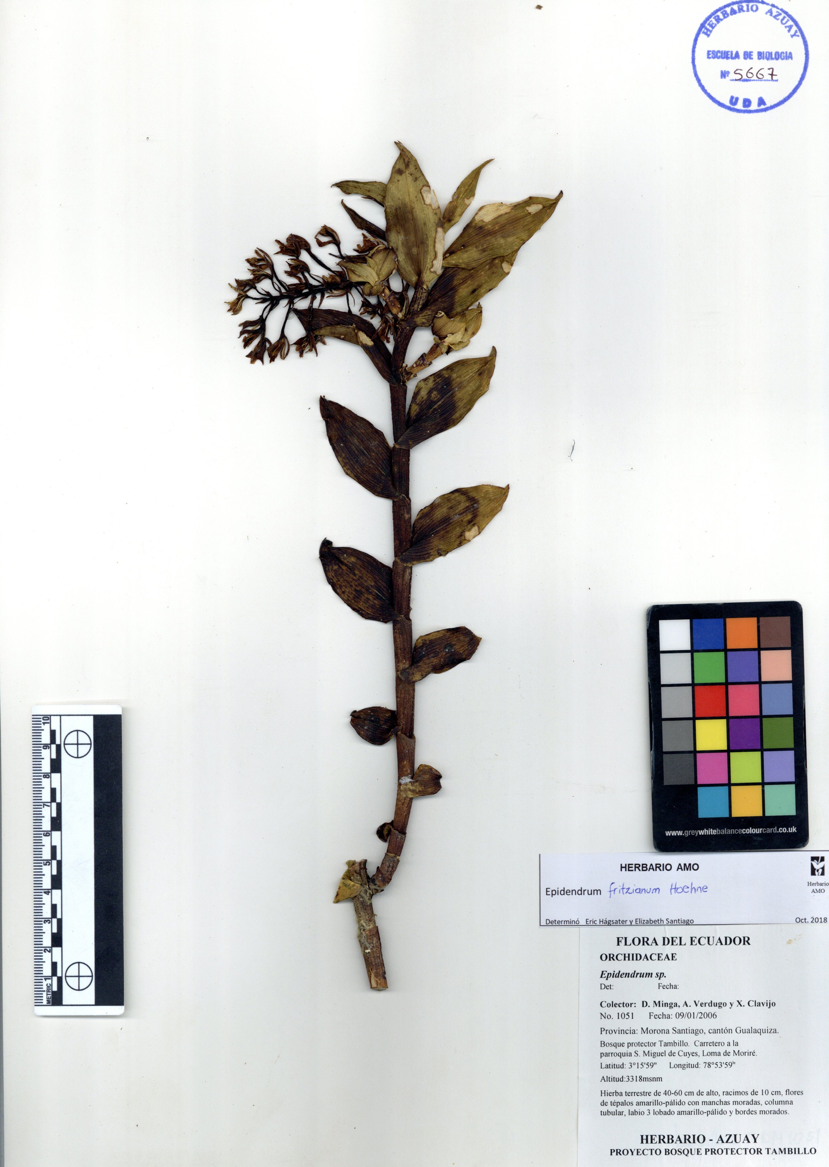 Epidendrum fritzianum Hoehne