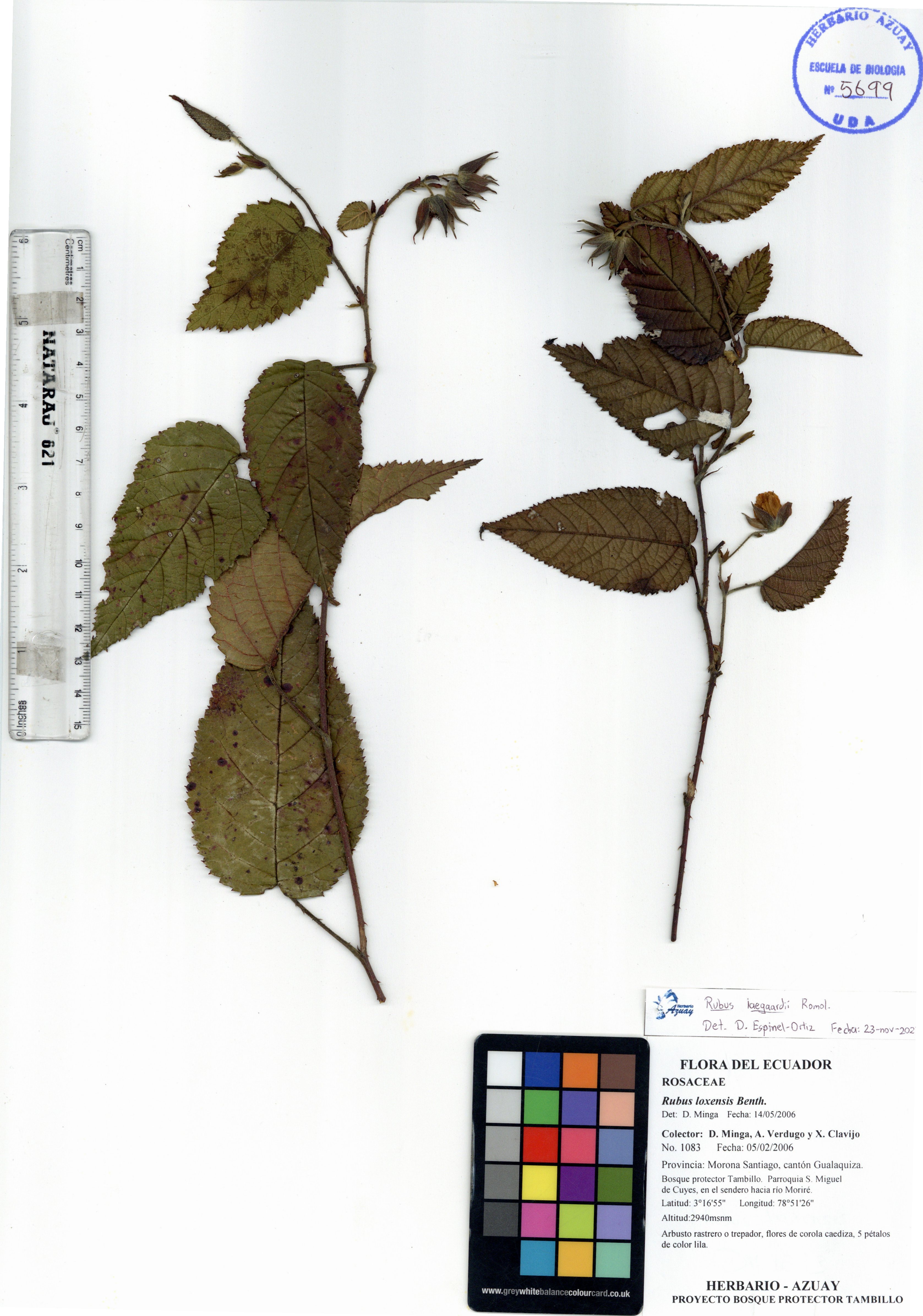 Rubus laegaardii Romol.