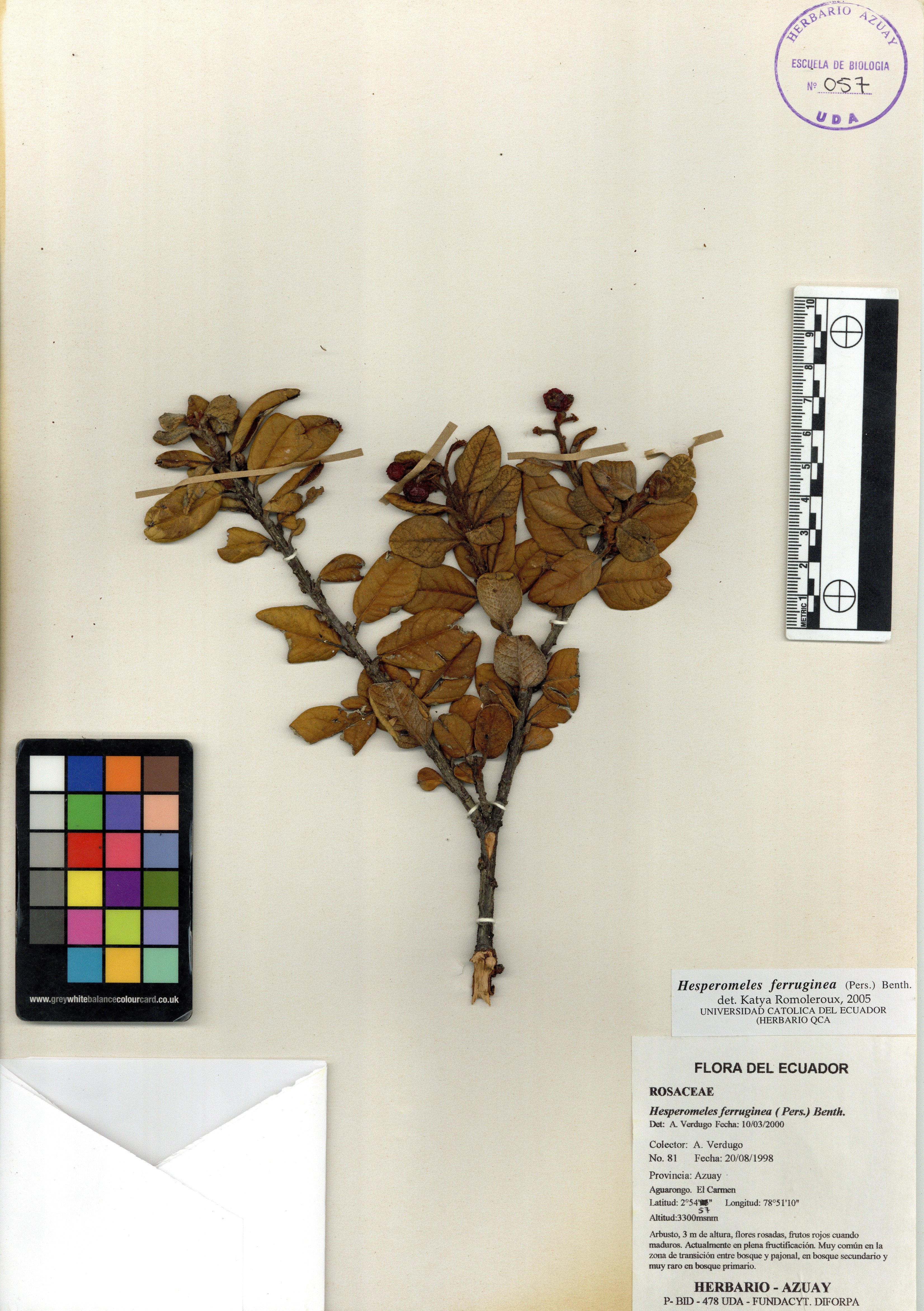 Hesperomeles ferruginea ( Pers.) Benth.