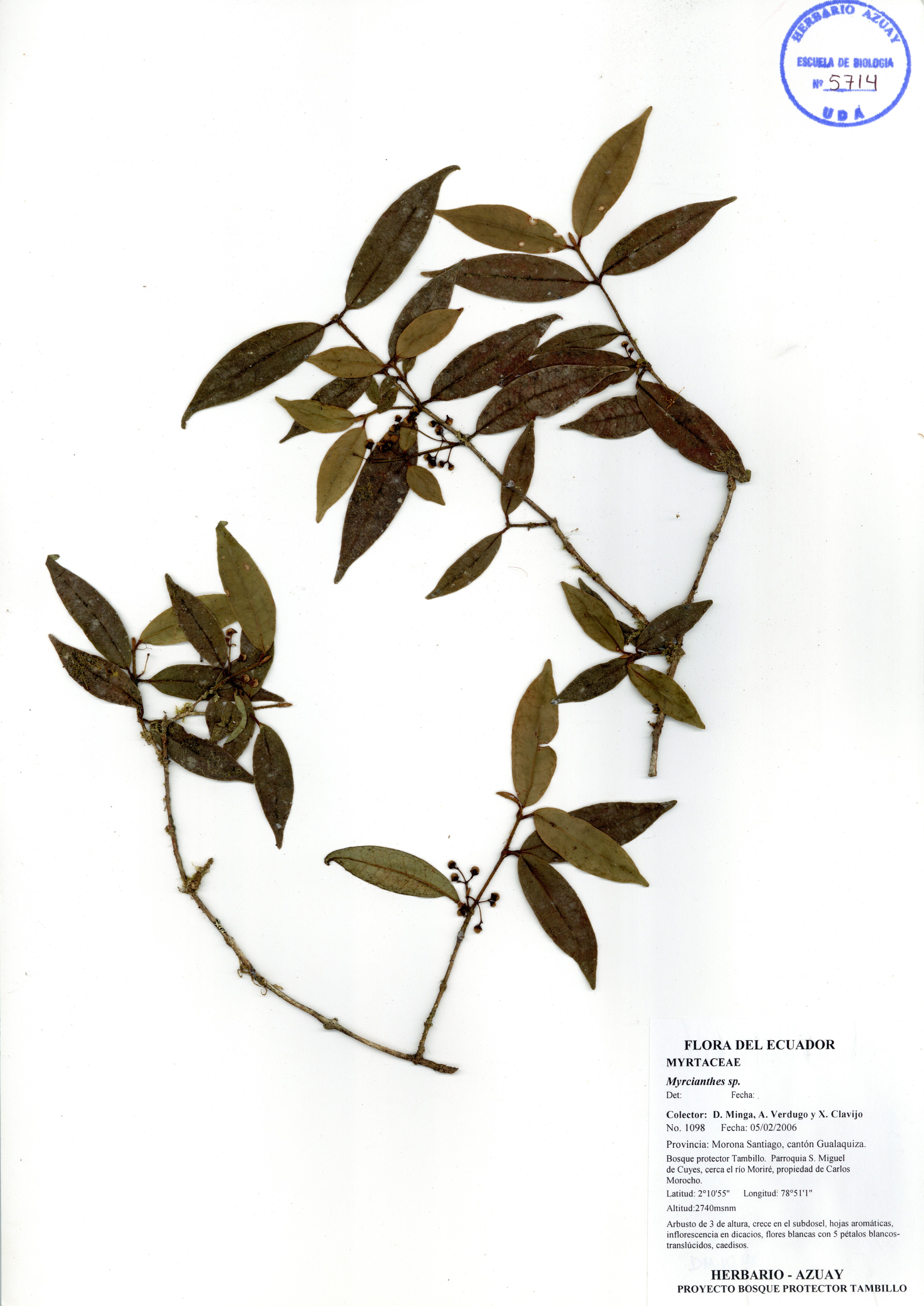Myrcianthes sp. SIN DETERMINAR