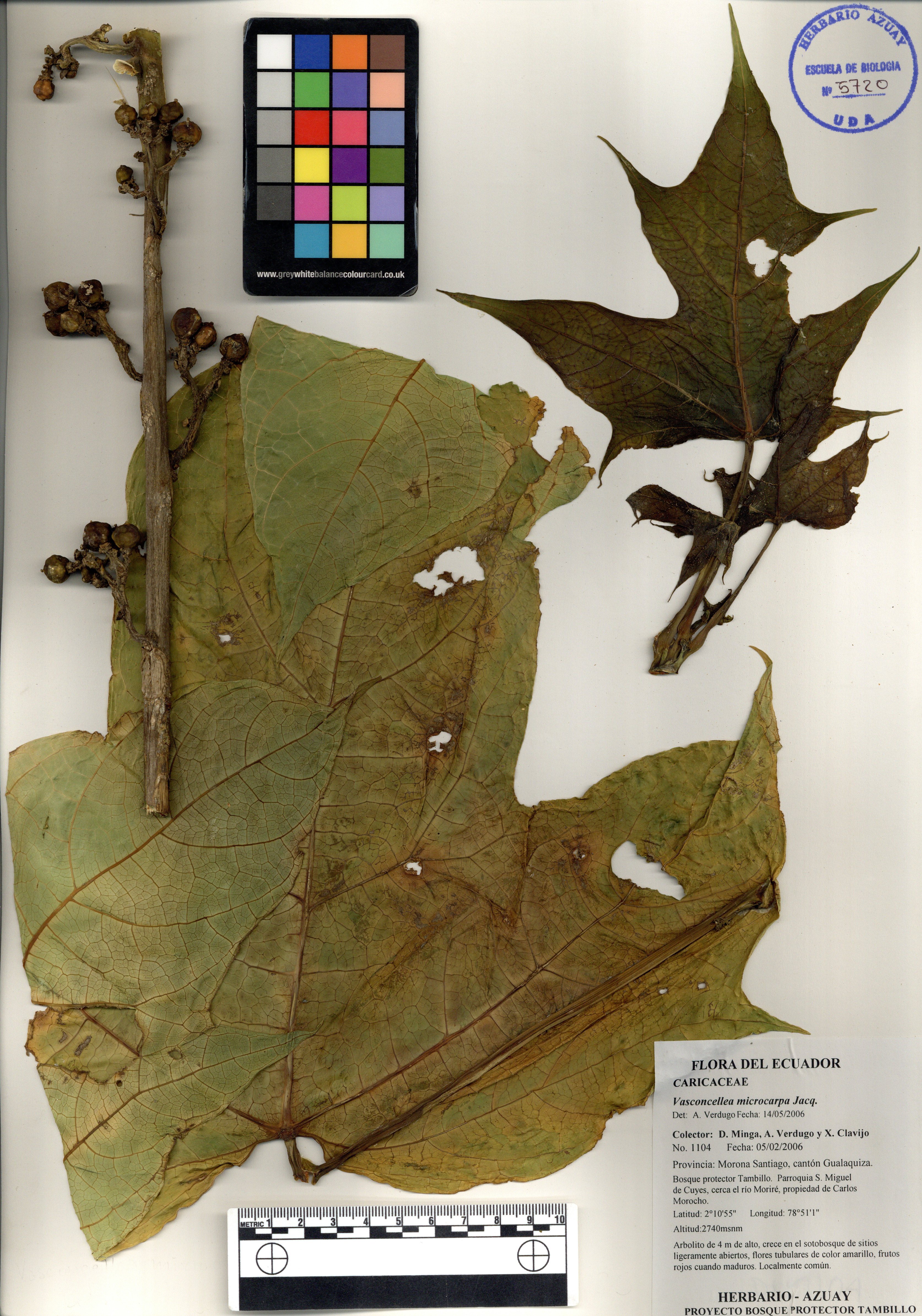 Vasconcellea microcarpa Jacq.