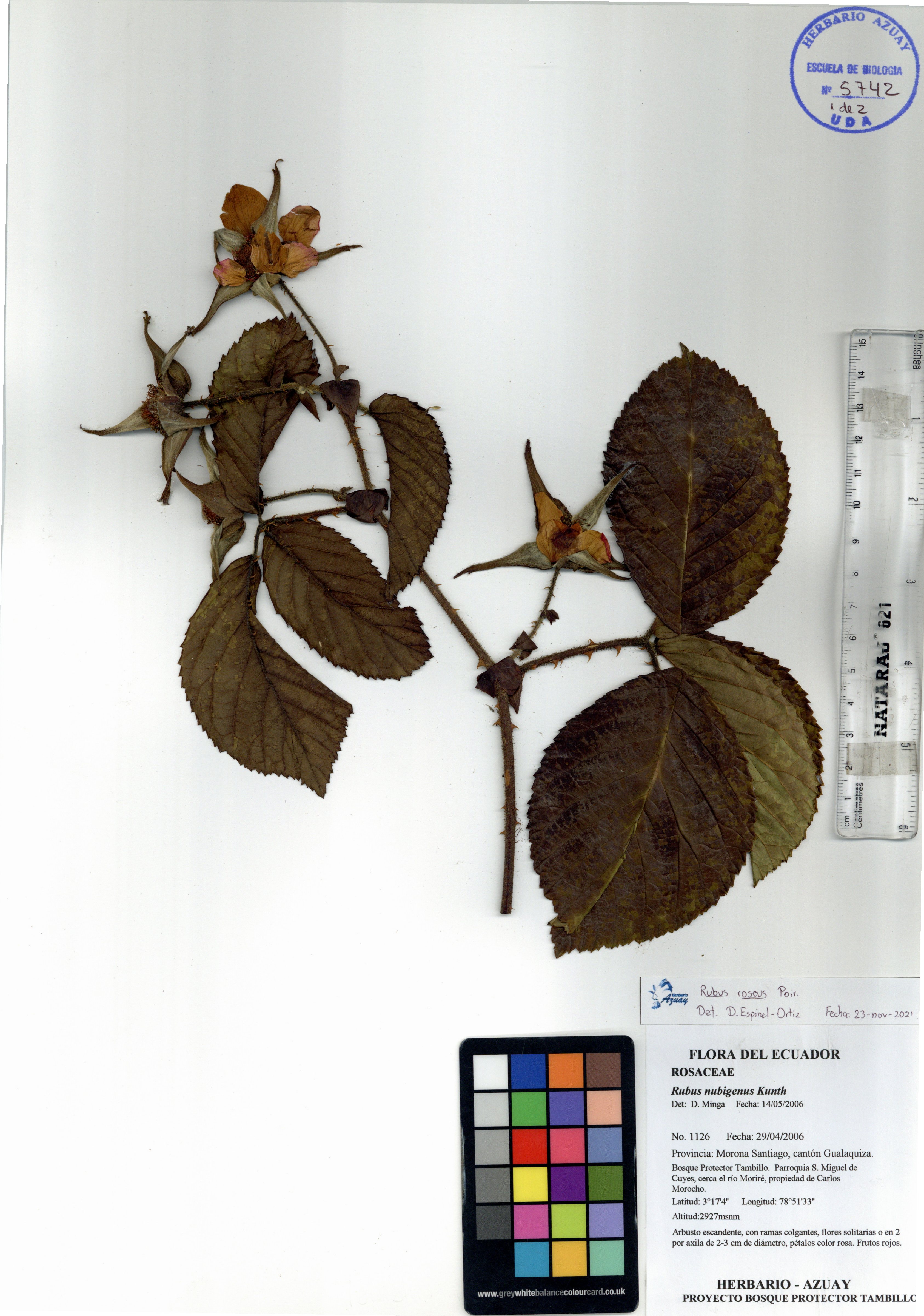 Rubus roseus Poir.