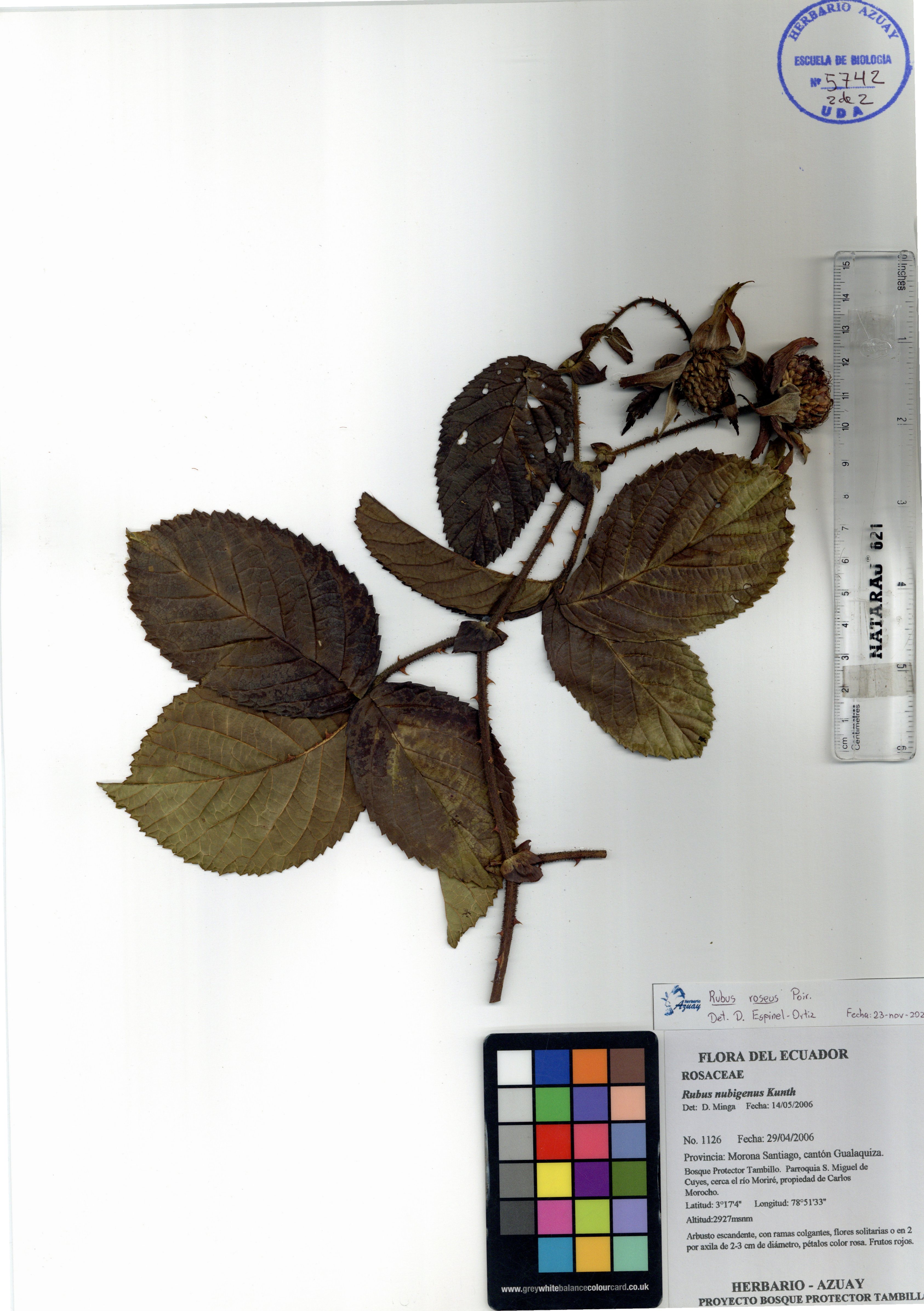 Rubus roseus Poir.