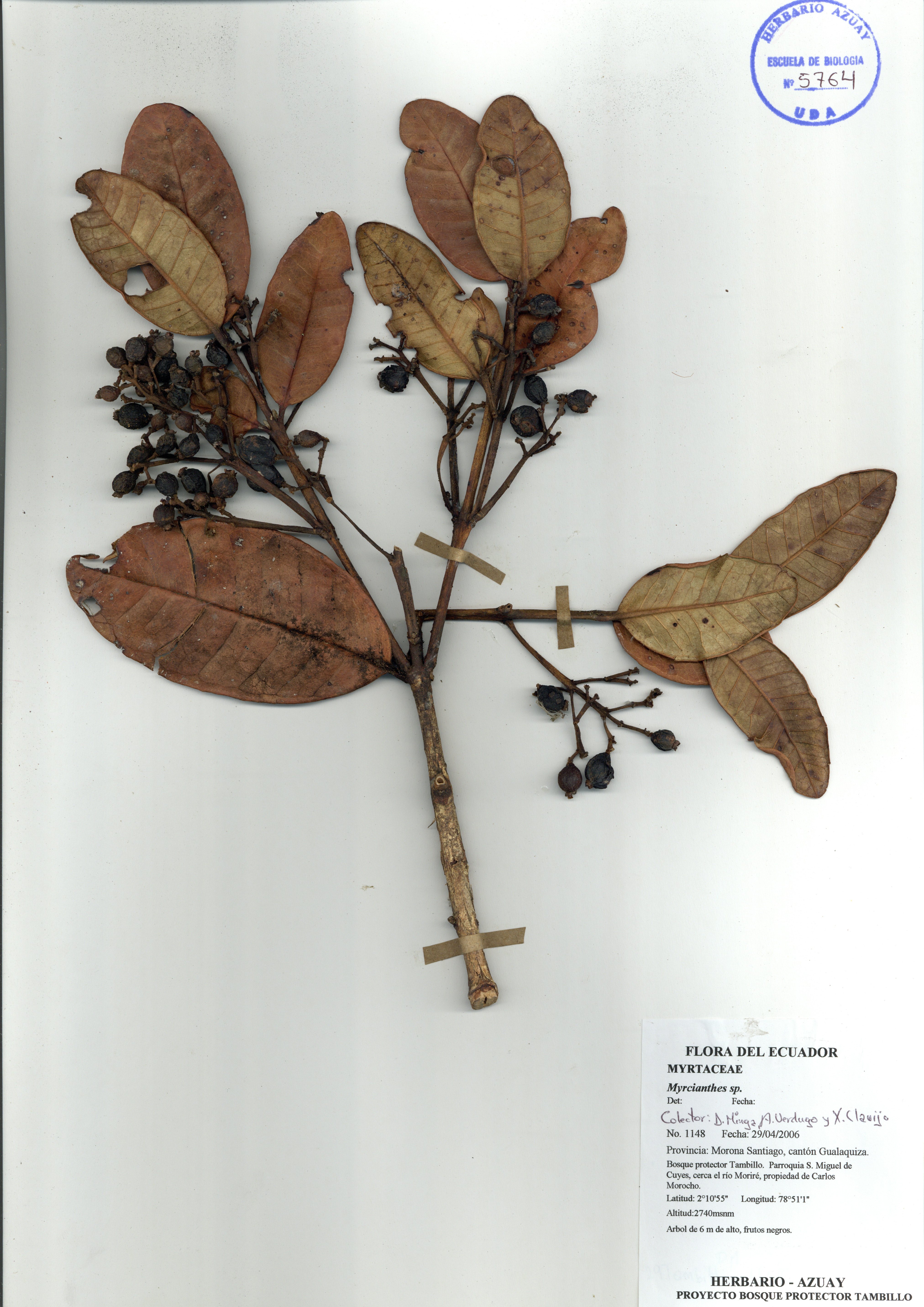 Myrcianthes sp. SIN DETERMINAR