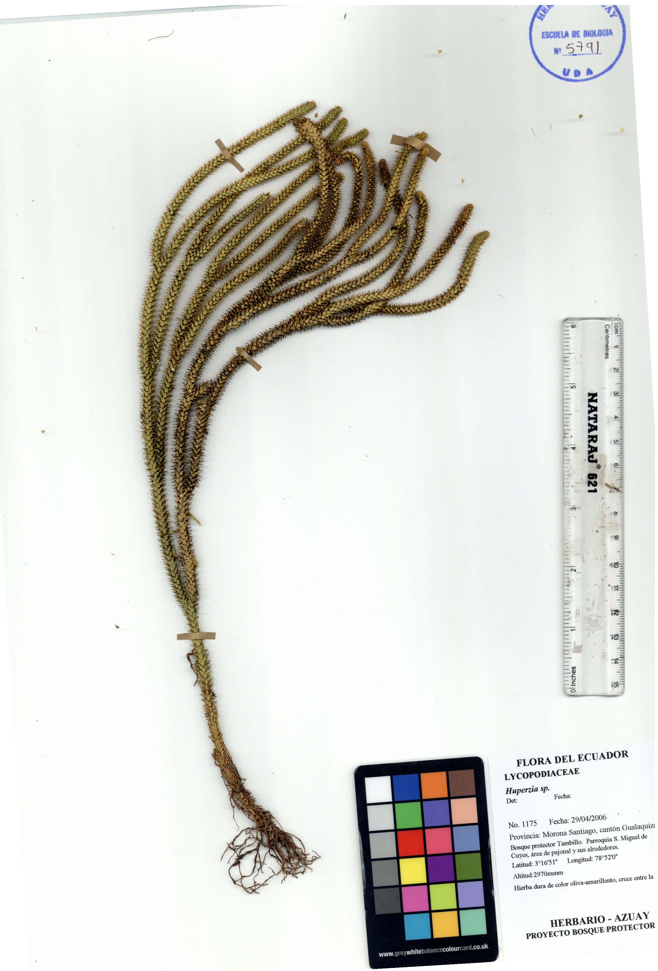 Huperzia sp. SIN DETERMINAR