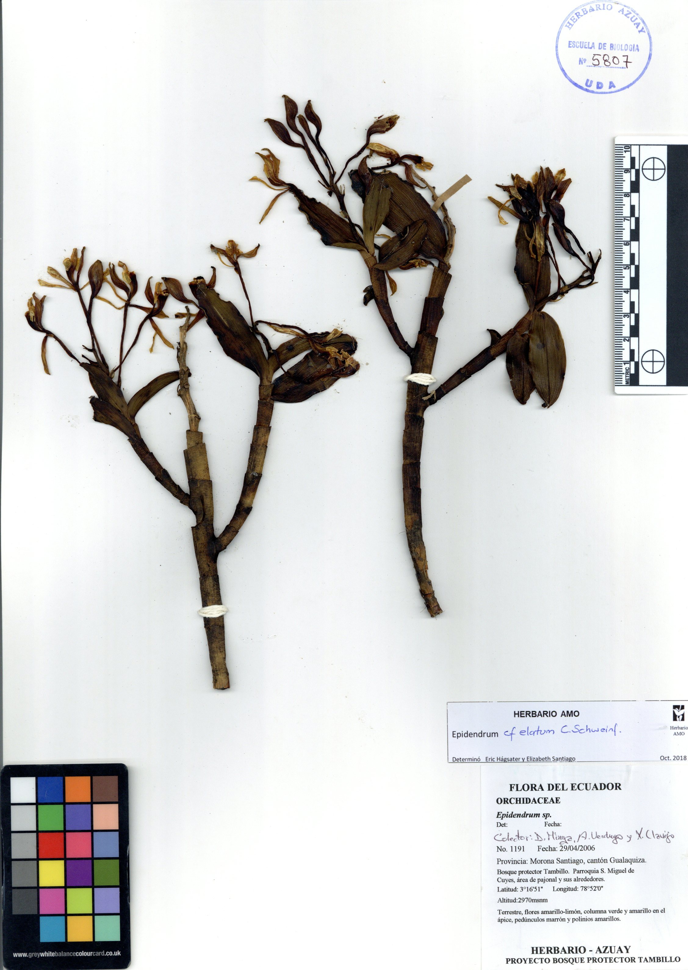 Epidendrum elatum C. Schweinf.