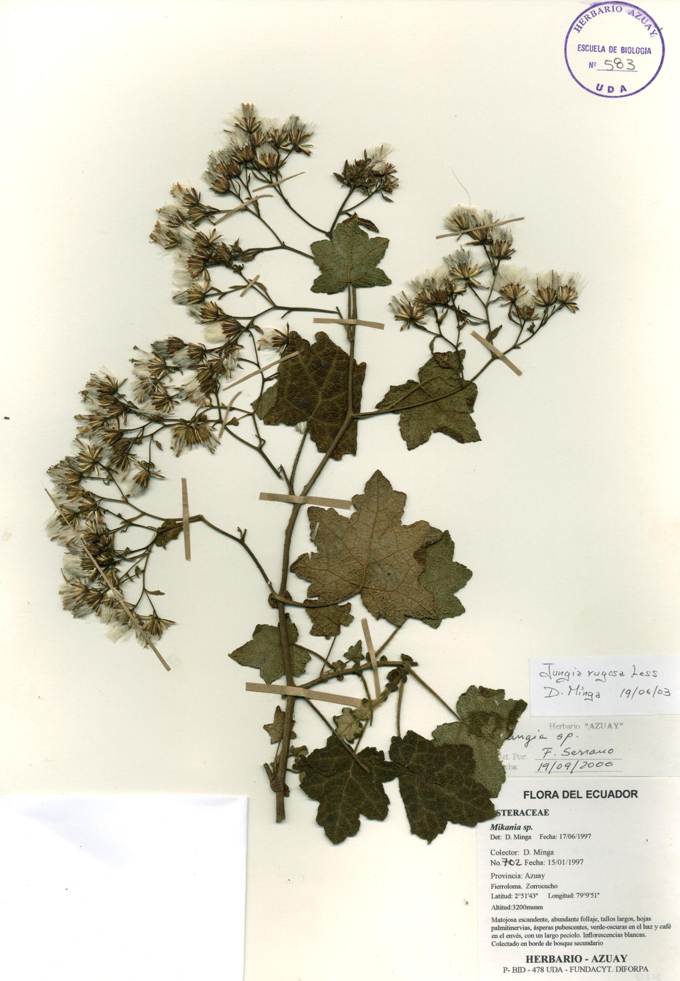 Jungia rugosa Less
